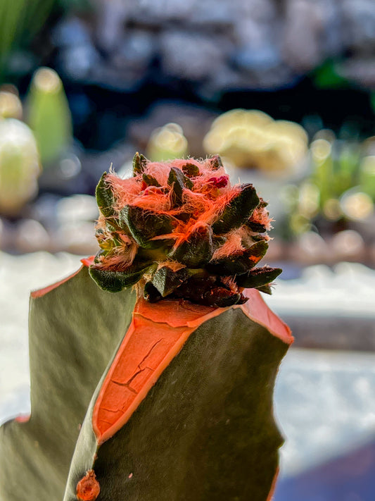 4.0 CM Grafted Ariocarpus Scapharostrus, Short Tubercle Form