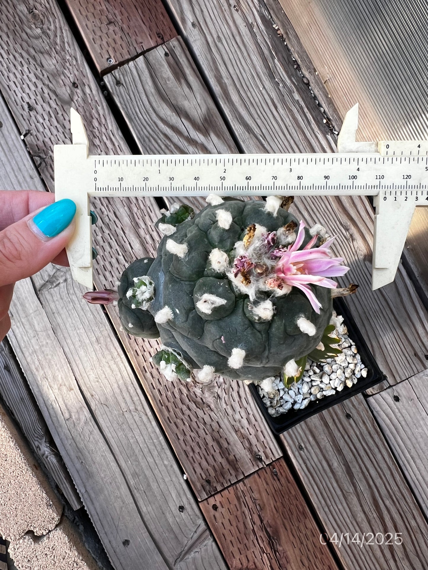 11 CM Grafted Lophophora Fr, Large Tubercle Style, w/Multiple Heads