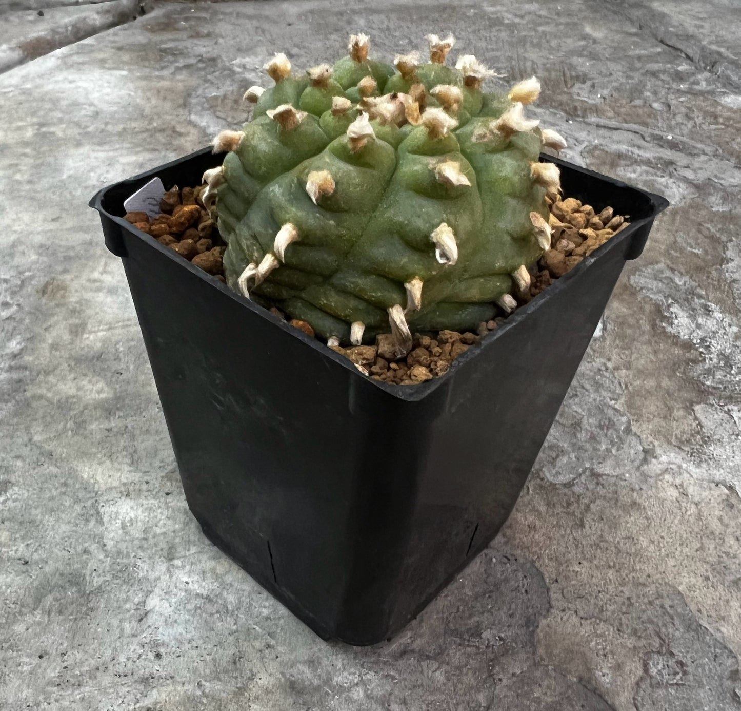 Raro cactus en espiral desinjertado, 7,7 cm de ancho