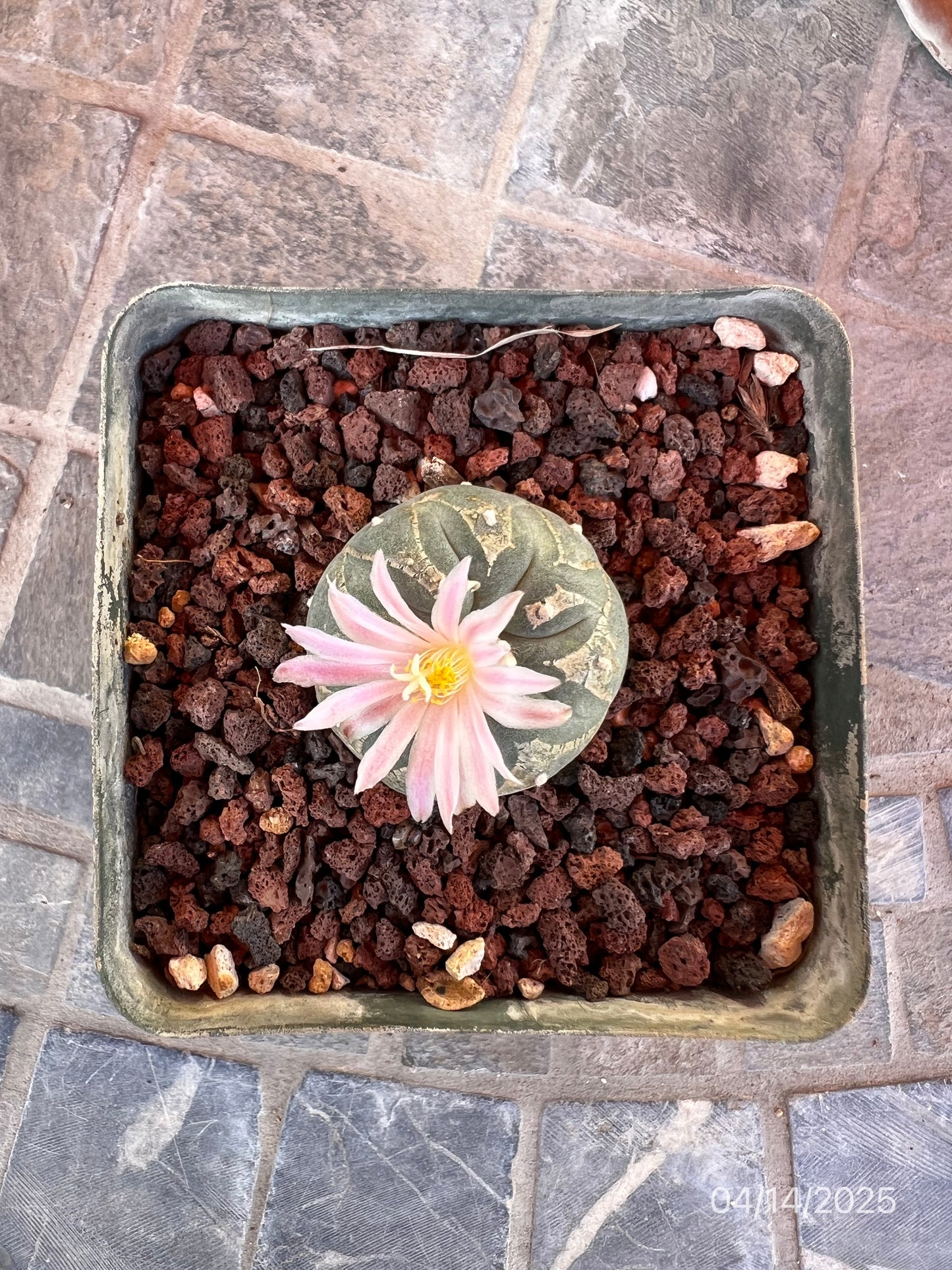 4 CM Lophophora Fr