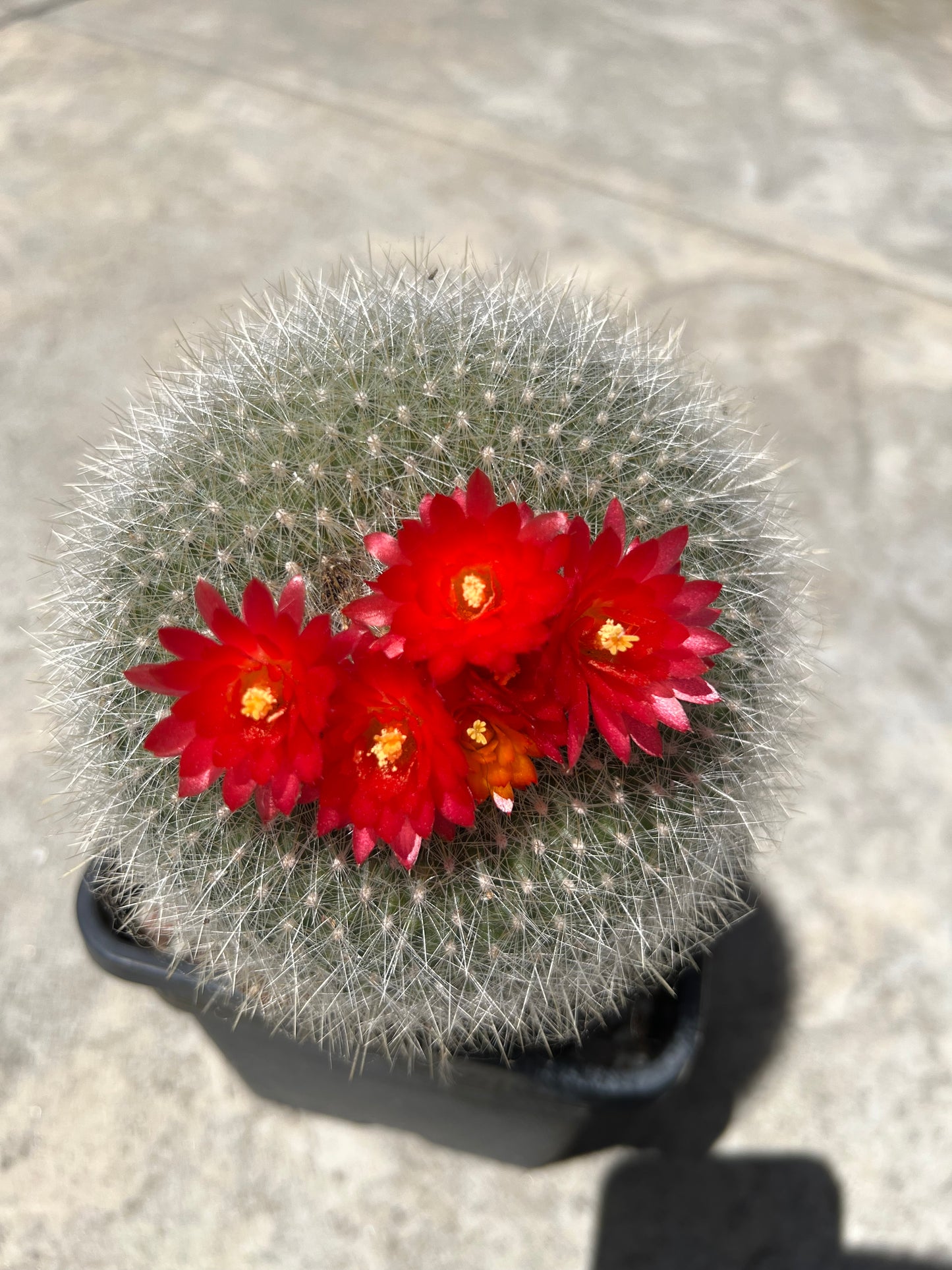 Red Crown Cactus