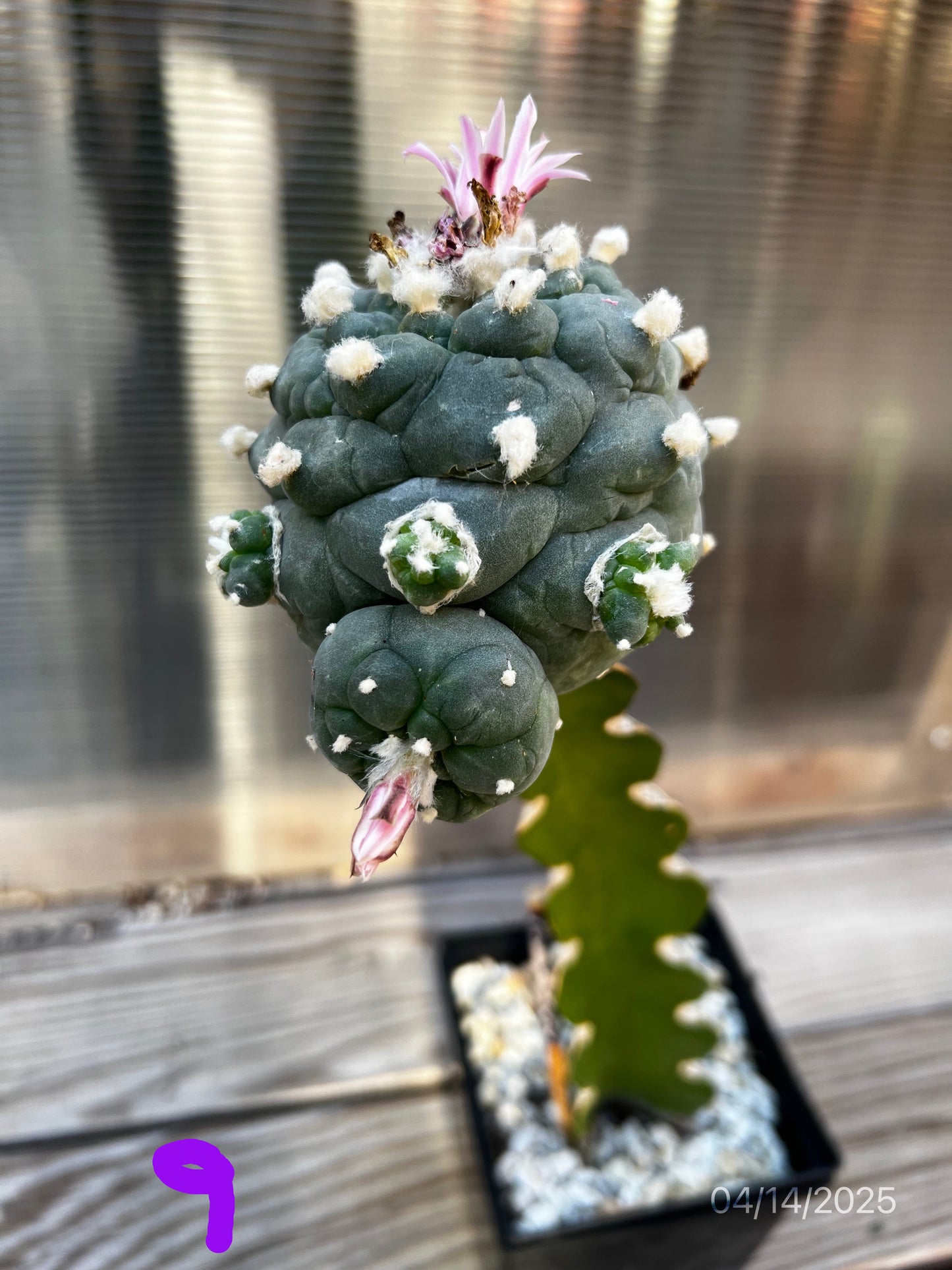 11 CM Grafted Lophophora Fr, Large Tubercle Style, w/Multiple Heads