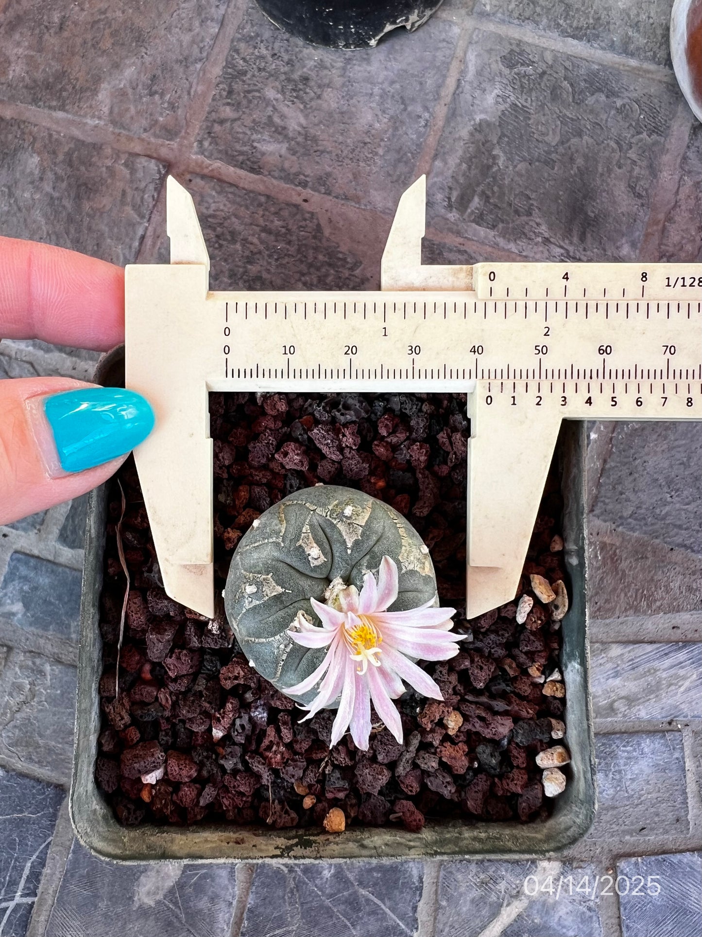 4 CM Lophophora Fr