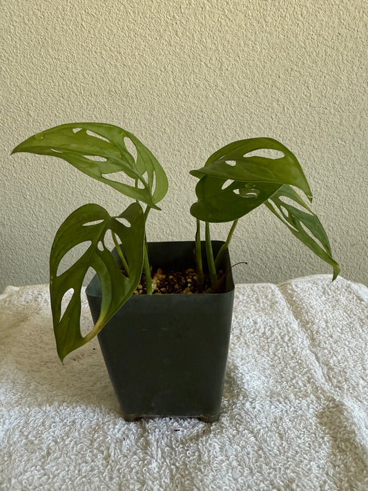 Monstera Adansonii  (Swiss Cheese)