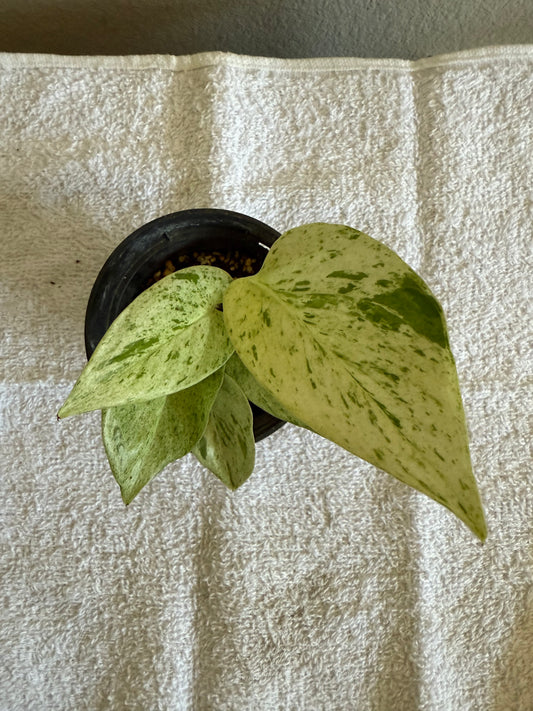 Epipremnum Aurenum Rooted Starter Plant