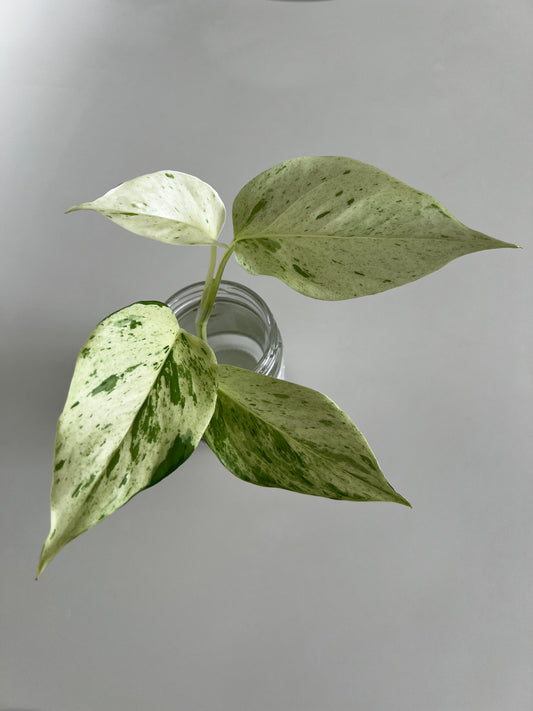 Golden Pothos Cutting | Epipremnum Aureum | Devil's Ivy | Vining Houseplant cutting beginner friendly | Variegated | Multiple Node