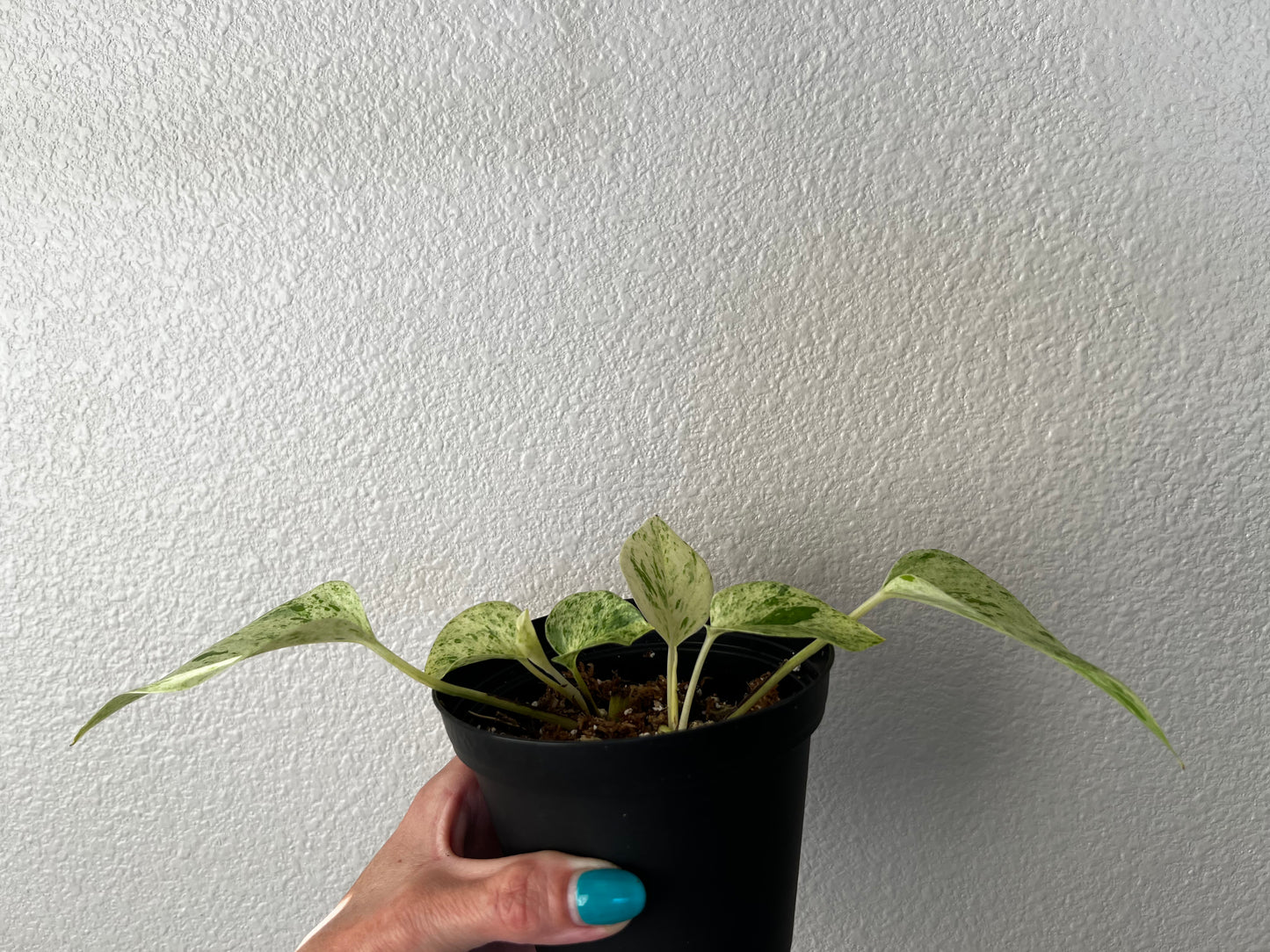 Epipremnum Aurenum Rooted Starter Plant