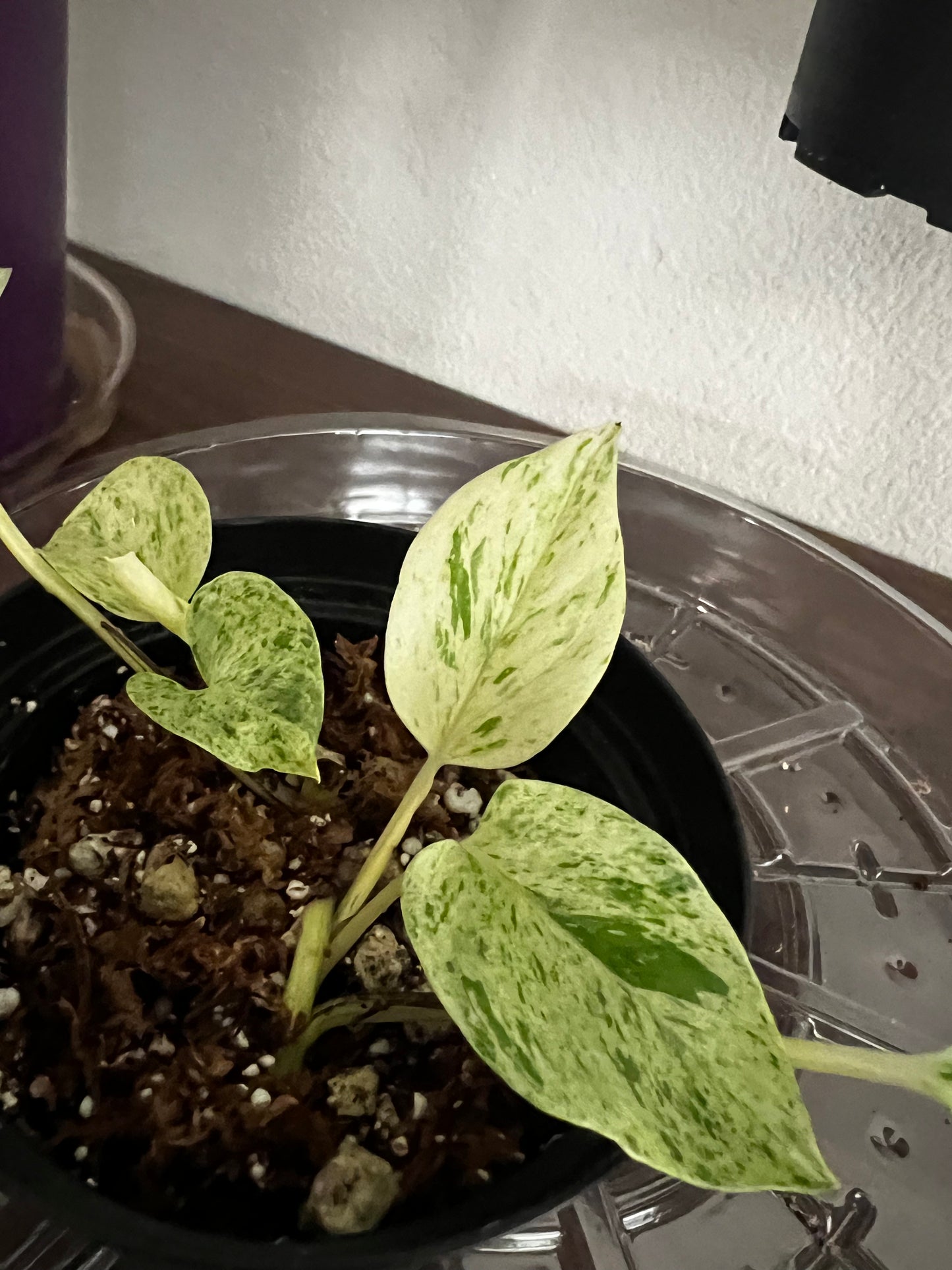 Epipremnum Aurenum Rooted Starter Plant