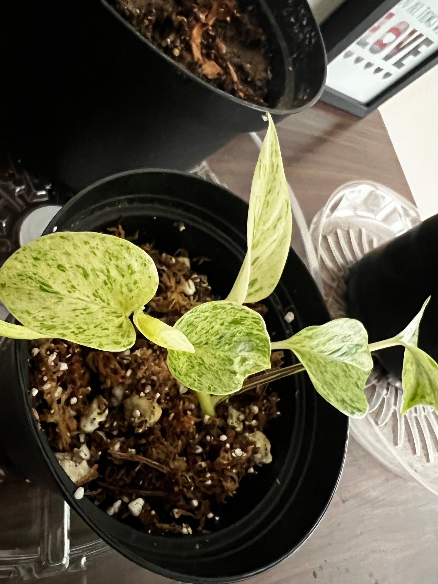 Epipremnum Aurenum Rooted Starter Plant