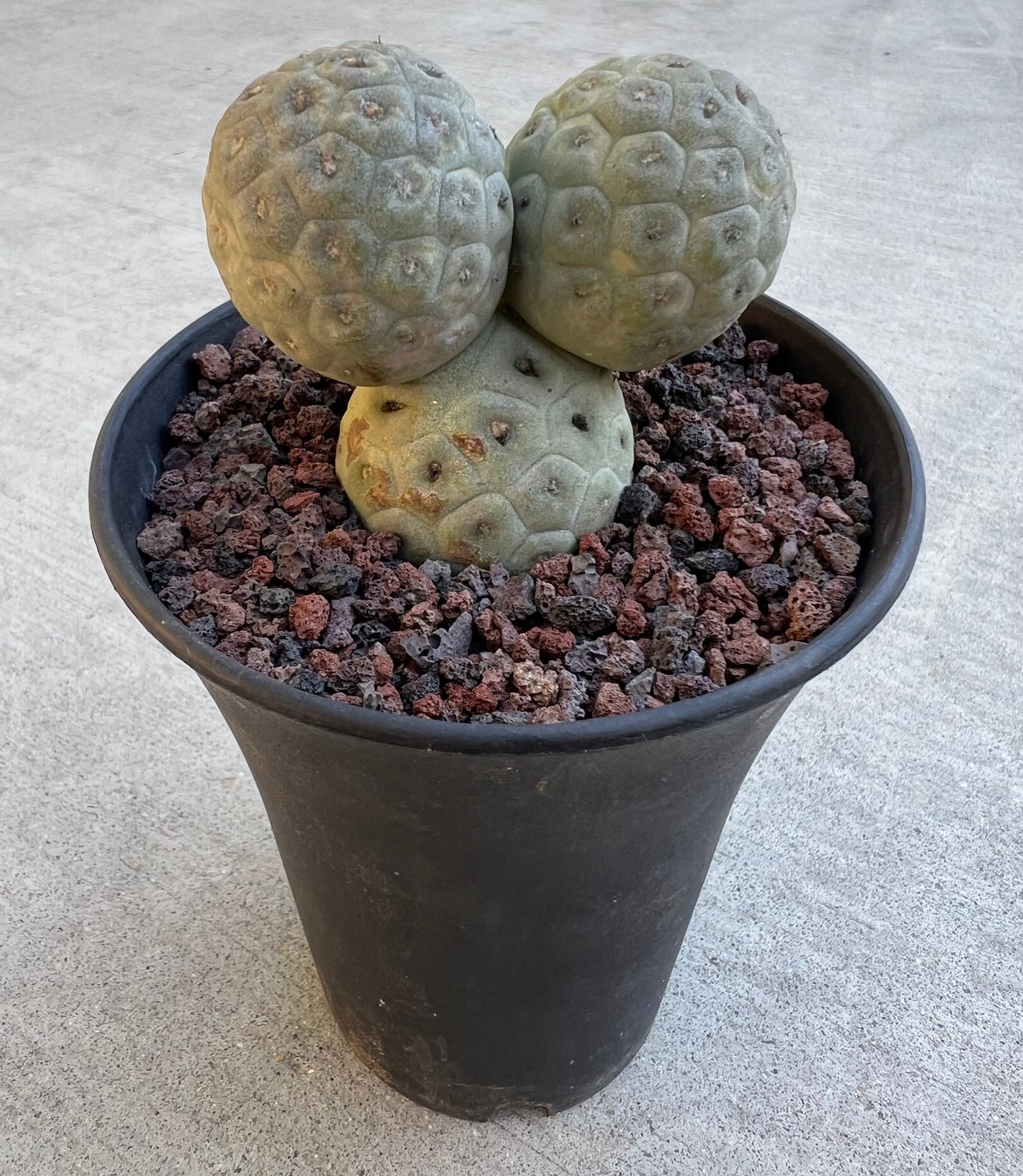 Three-Head Tephrocactus Geometricus, Rare Cactus