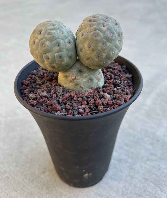 Three-Head Tephrocactus Geometricus, Rare Cactus