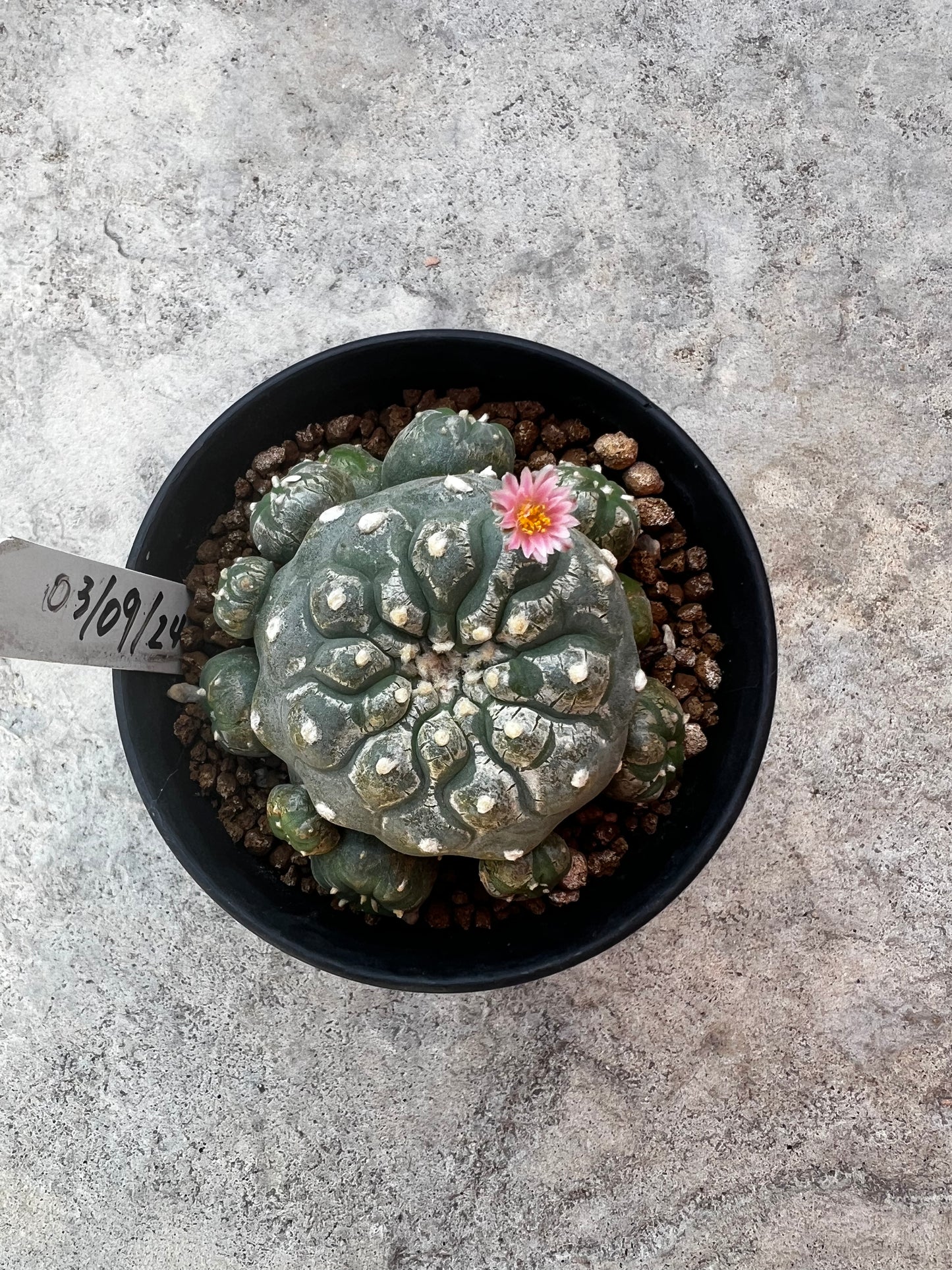 Raro cactus en espiral desinjertado, 7,7 cm de ancho