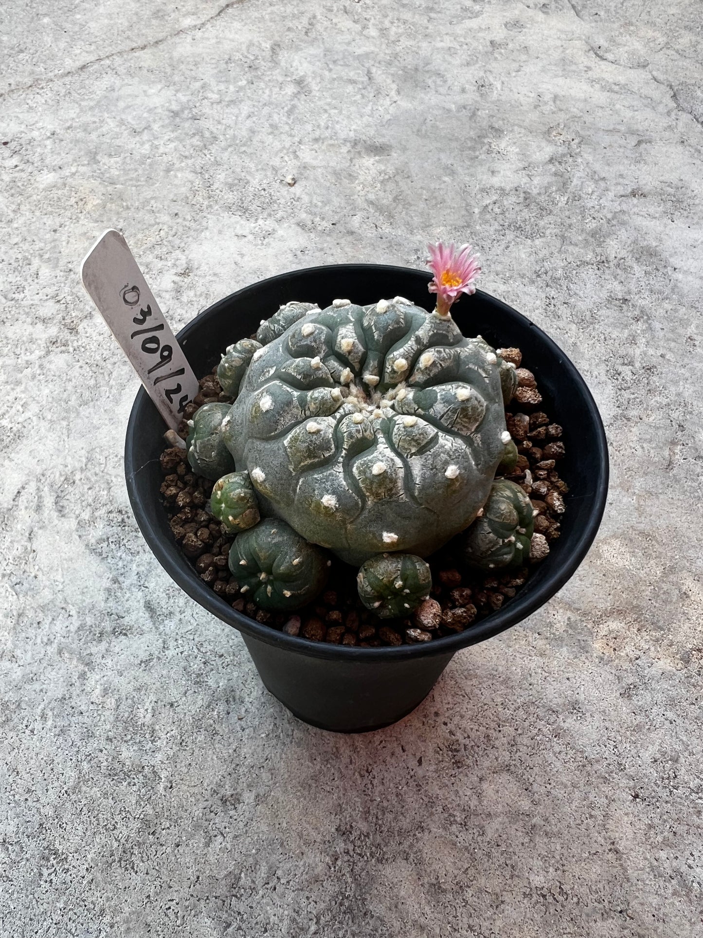 Raro cactus en espiral desinjertado, 7,7 cm de ancho