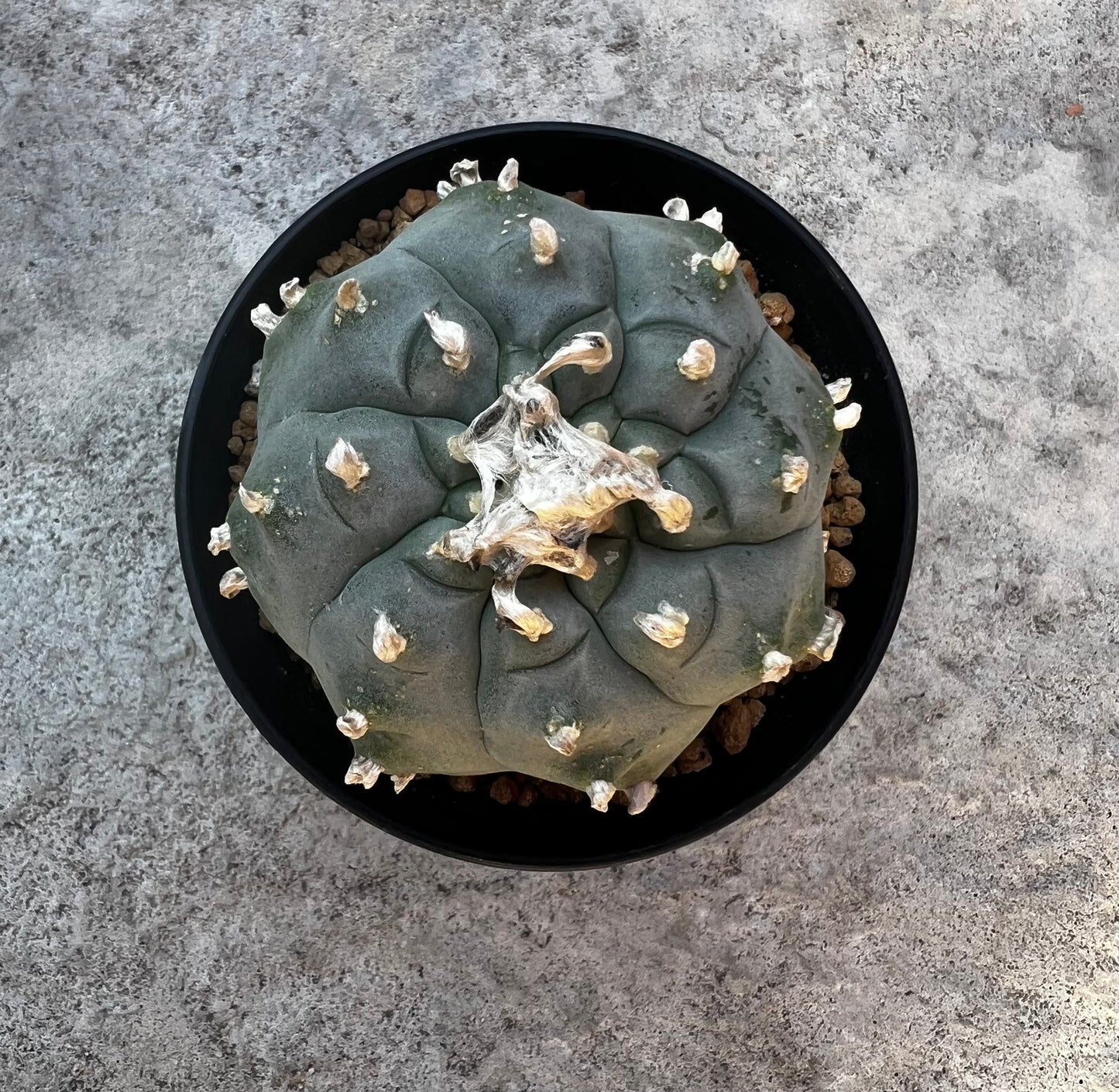 Raro cactus en espiral desinjertado, 7,7 cm de ancho