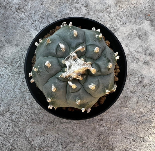 8 CM, 8 Year-Old Lophophora Huizache