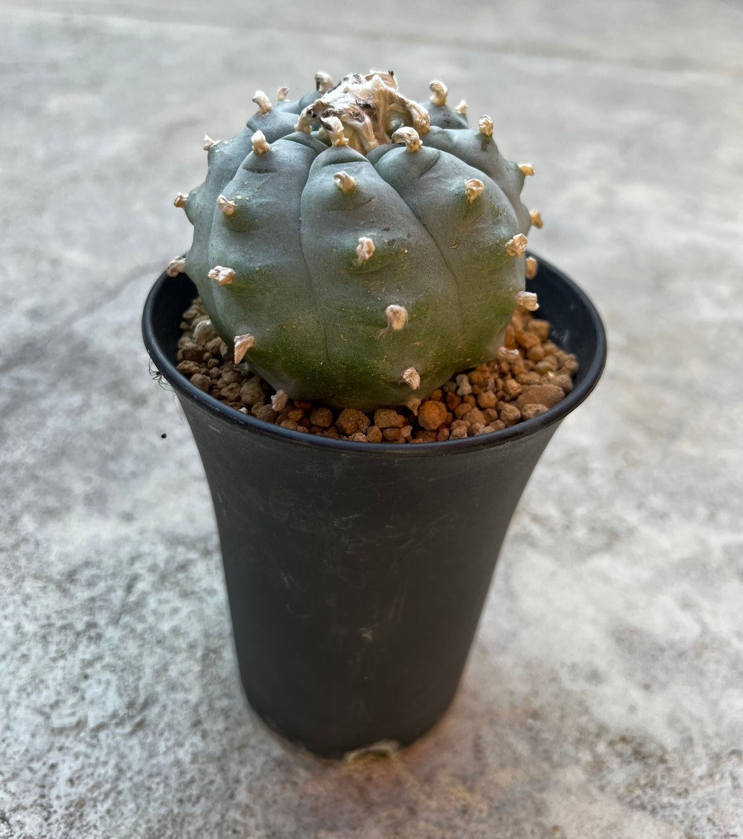 Raro cactus en espiral desinjertado, 7,7 cm de ancho