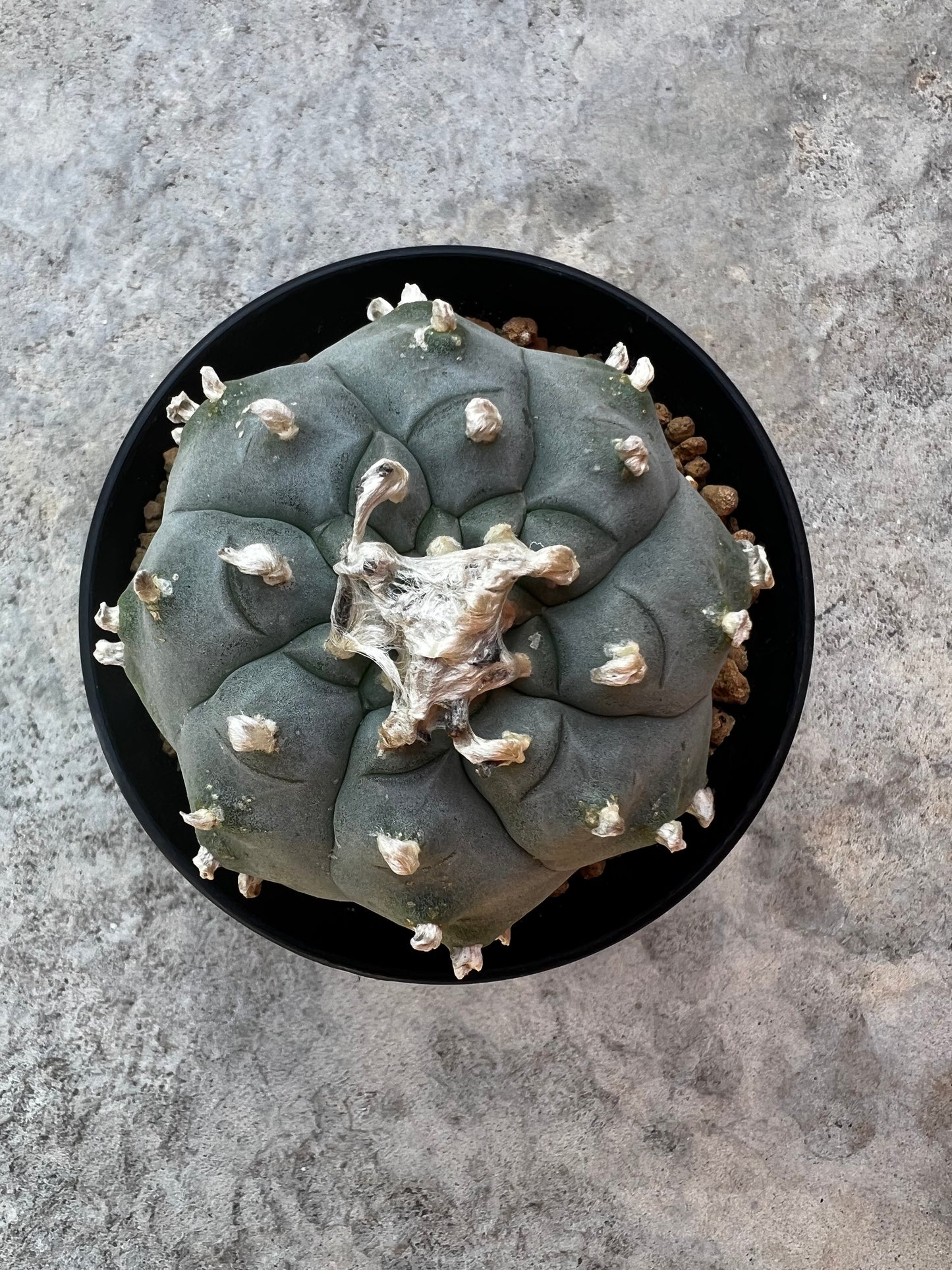 Raro cactus en espiral desinjertado, 7,7 cm de ancho