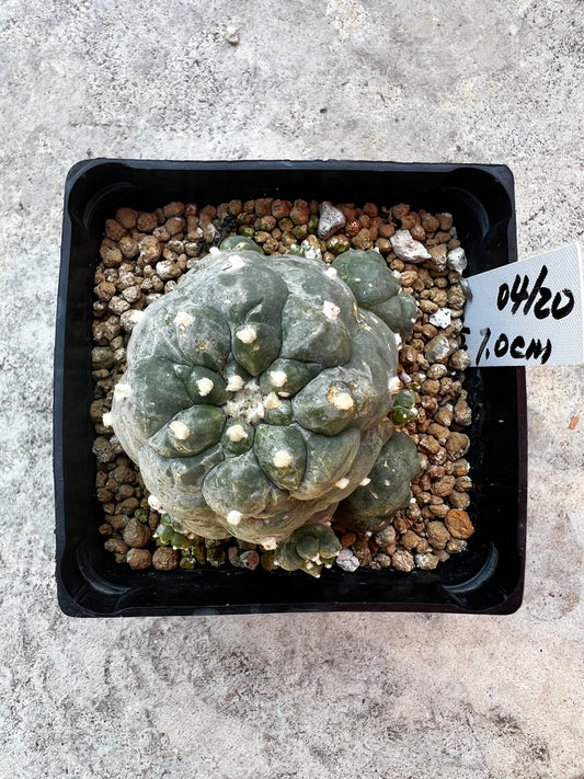 7.0 CM, Lophophora Fricii with Multiple Heads