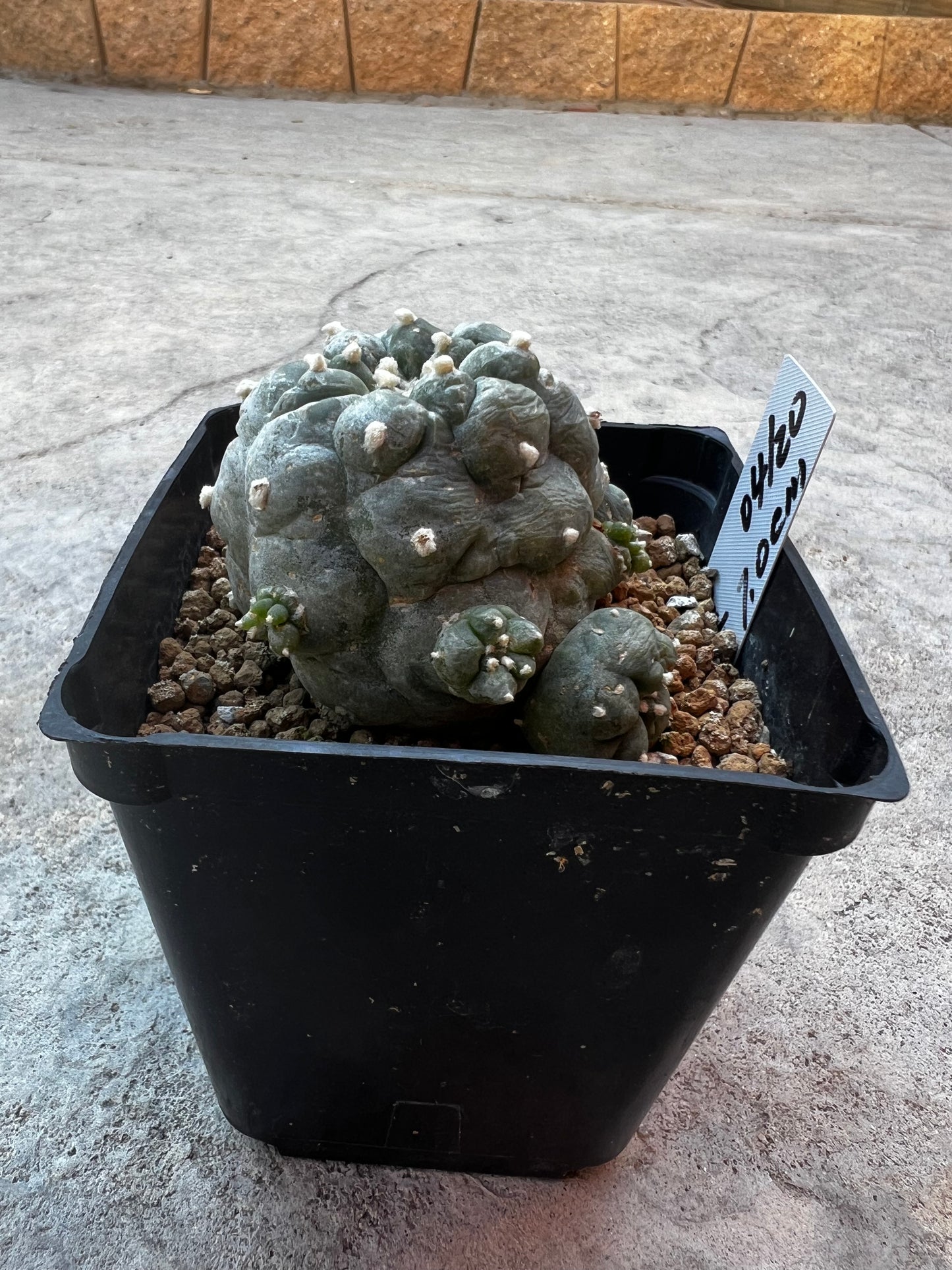 Raro cactus en espiral desinjertado, 7,7 cm de ancho