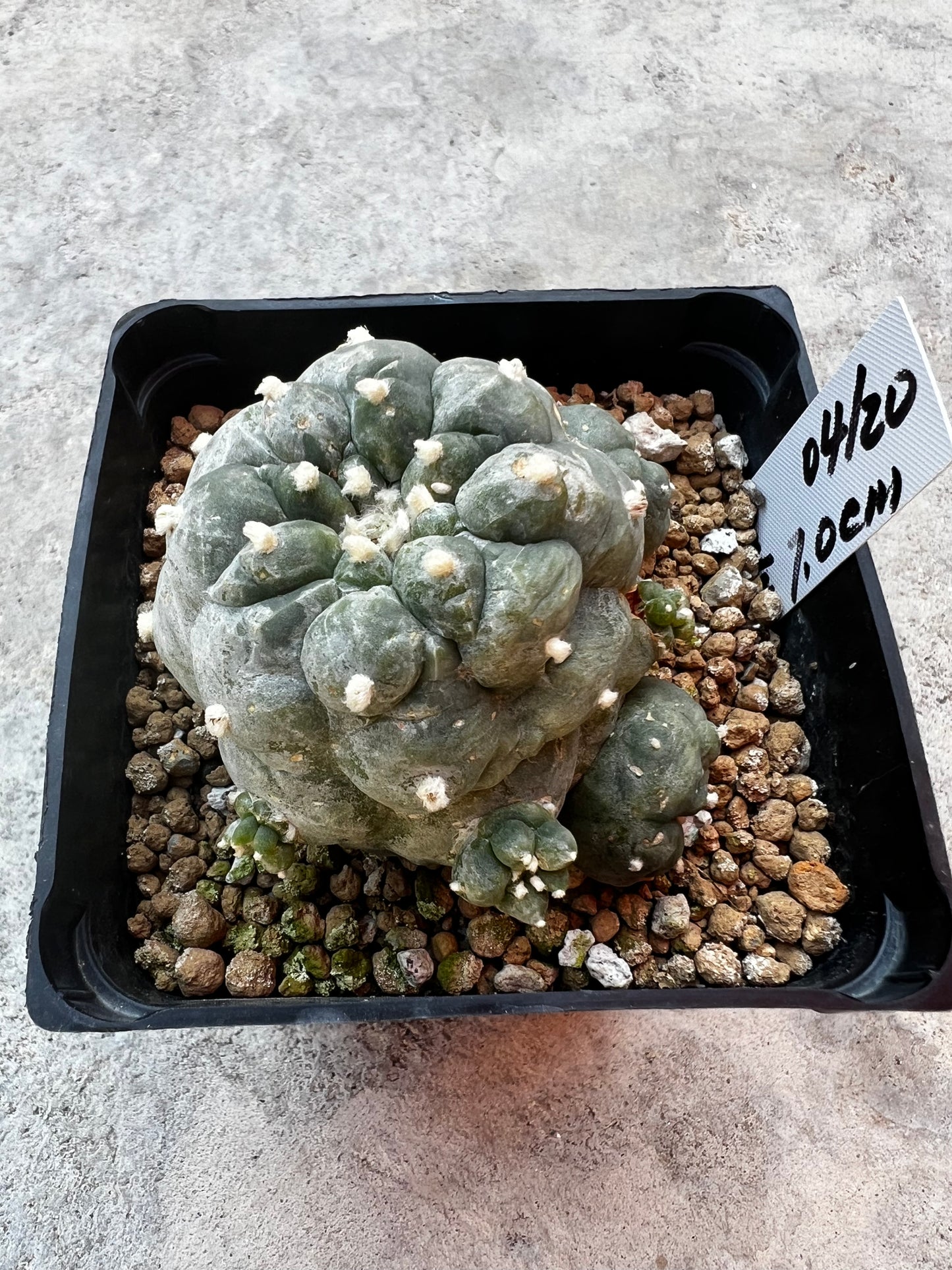 7.0 CM, Lophophora Fricii with Multiple Heads