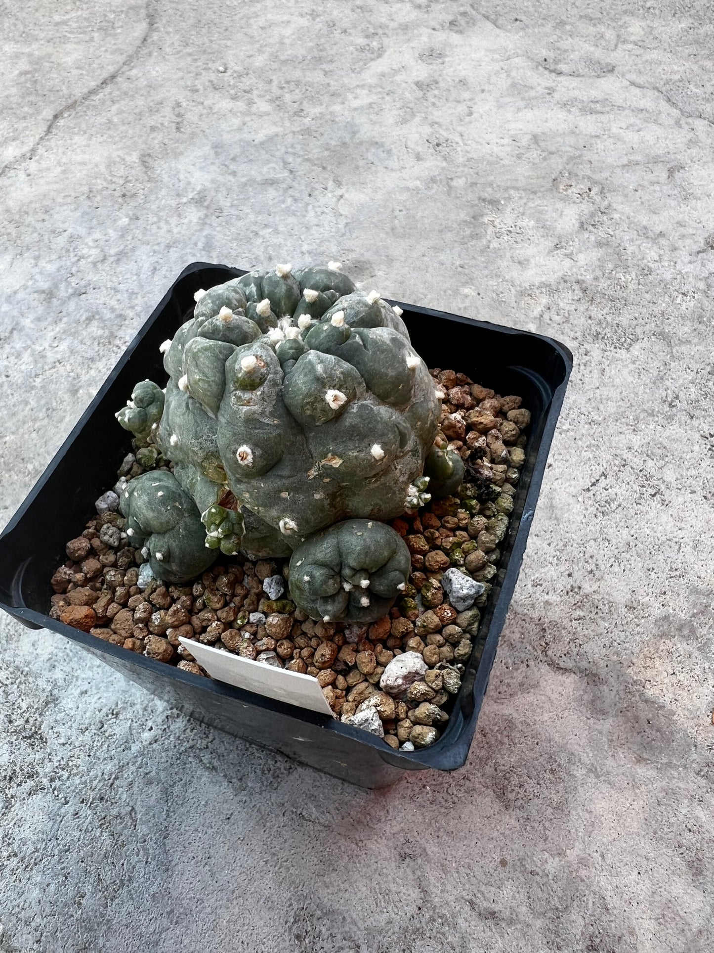 7.0 CM, Lophophora Fricii with Multiple Heads