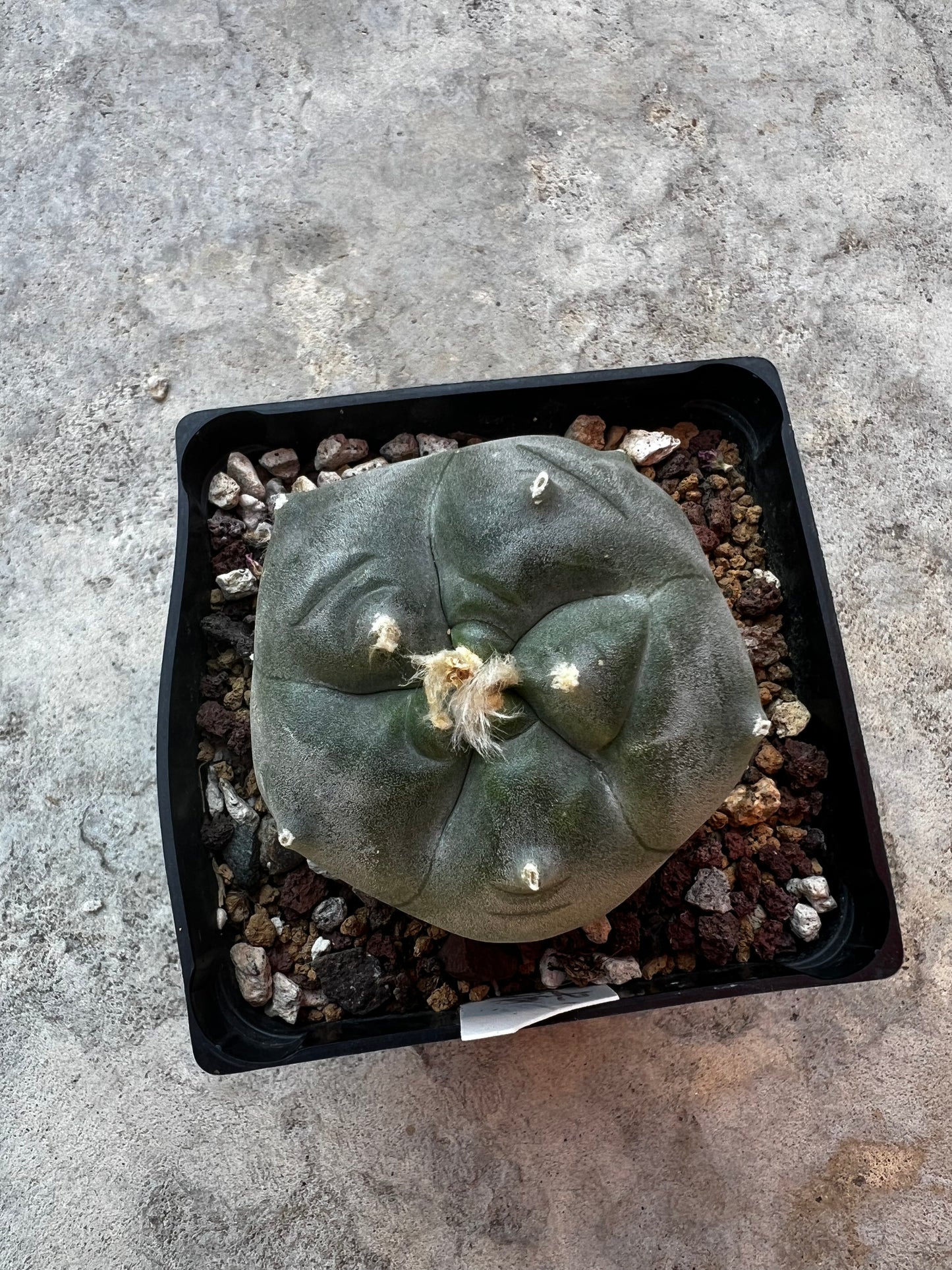 6.5 CM, Grafted Lophophora Huizache