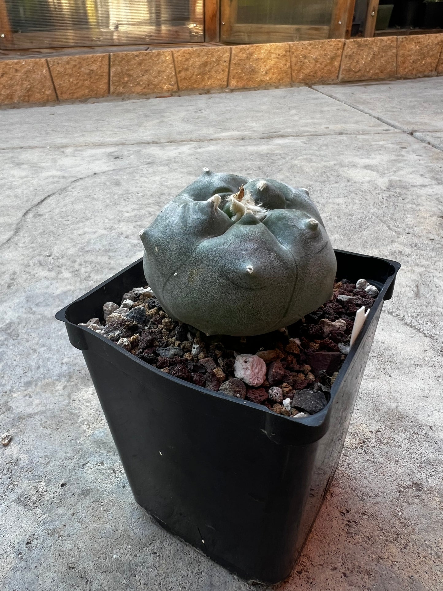 6.5 CM, Grafted Lophophora Huizache