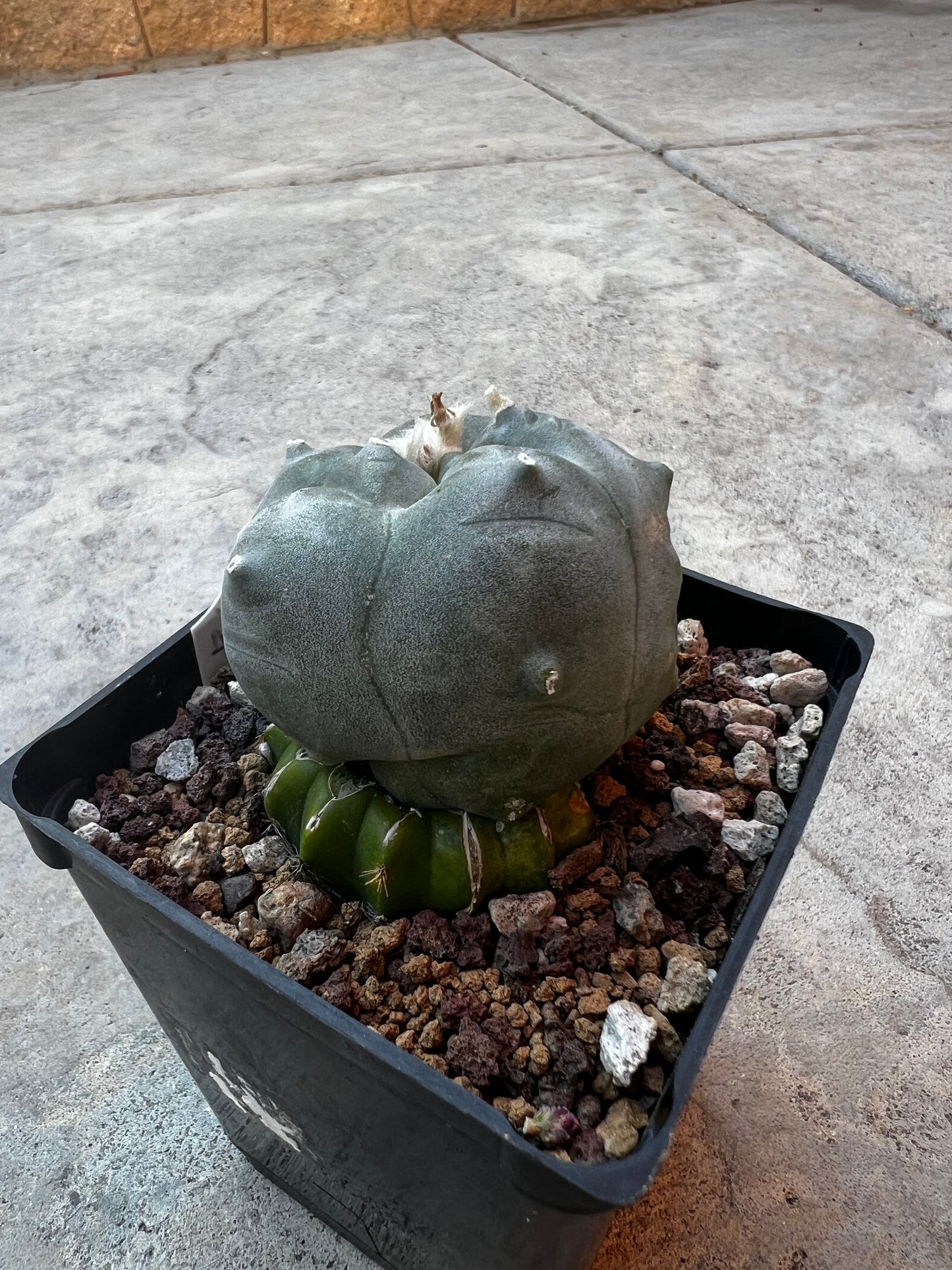 6.5 CM, Grafted Lophophora Huizache