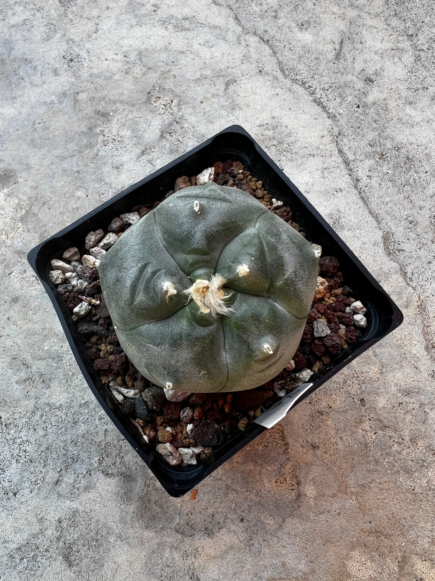 6.5 CM, Grafted Lophophora Huizache