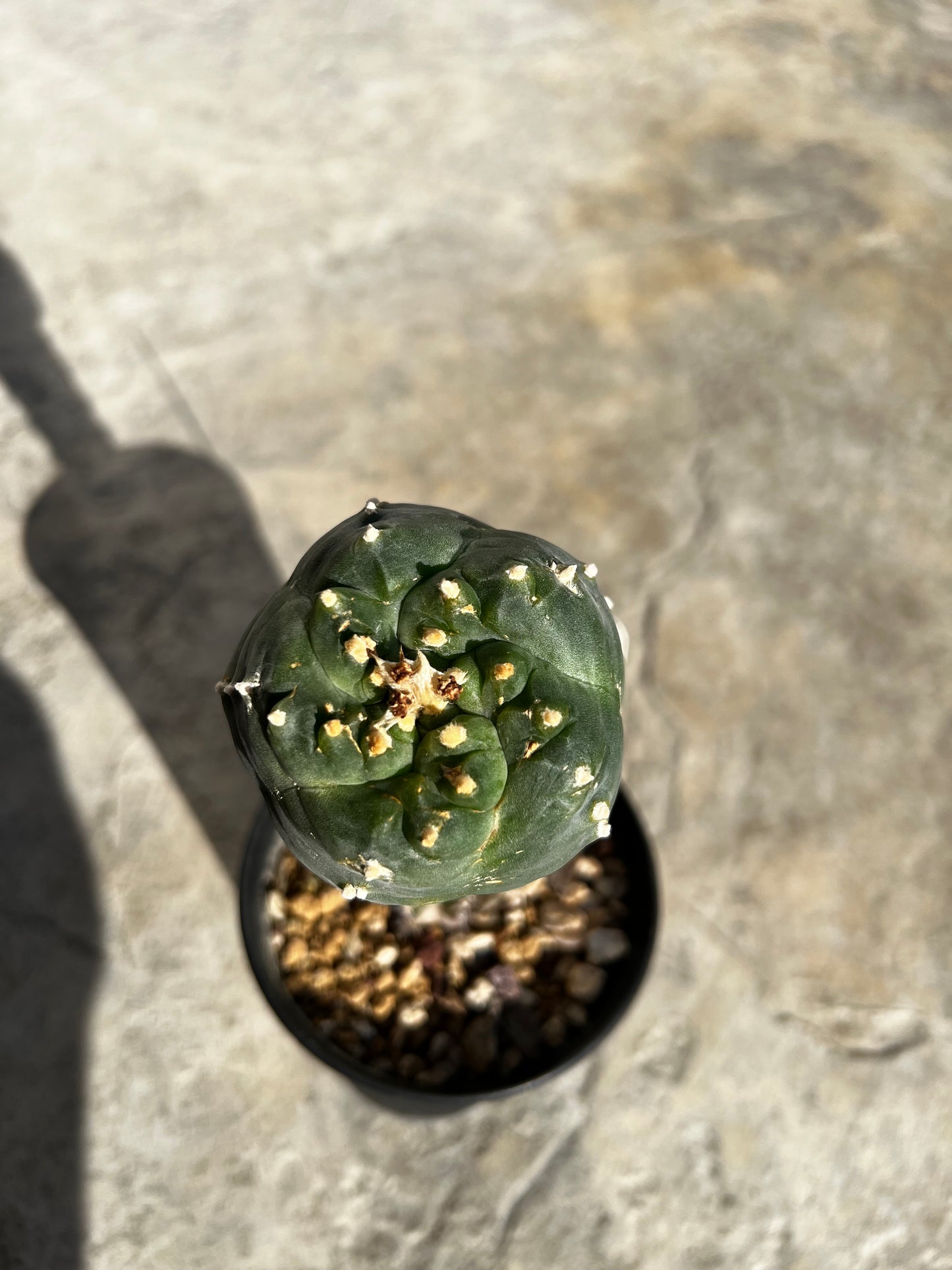 Raro cactus en espiral desinjertado, 7,7 cm de ancho