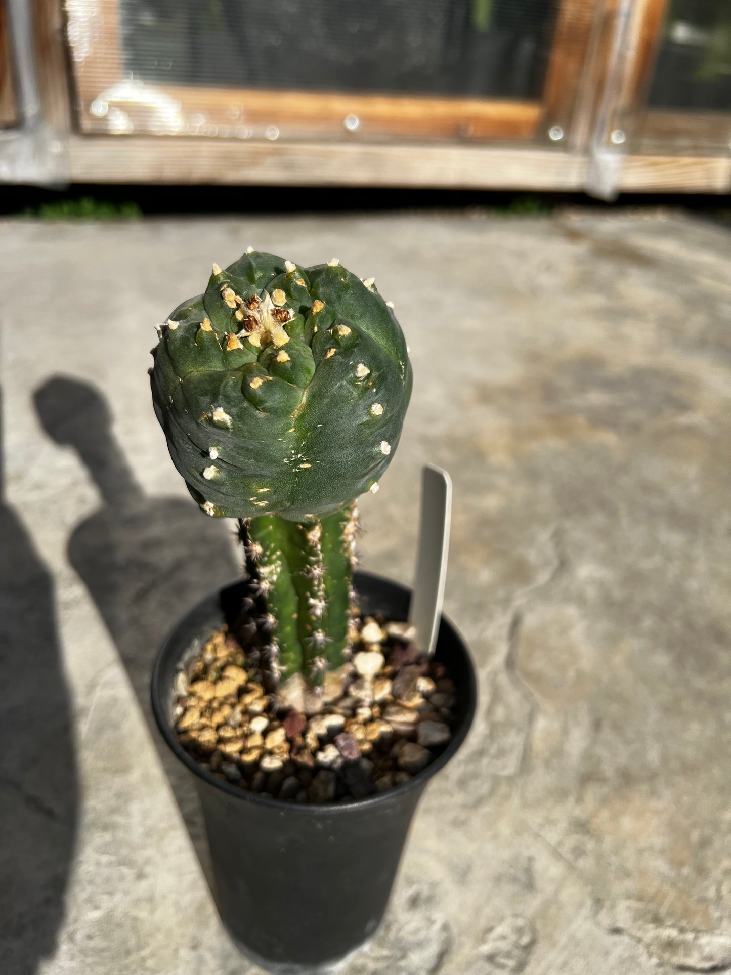 Raro cactus en espiral desinjertado, 7,7 cm de ancho