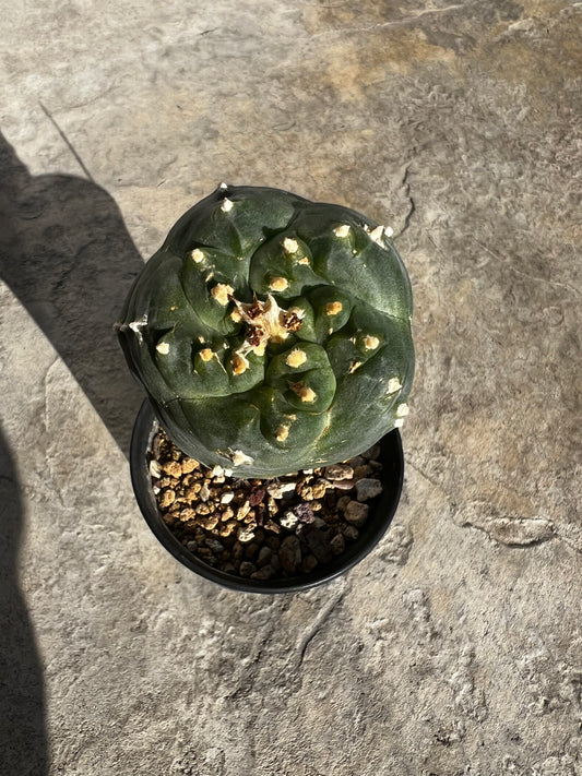 6.0 CM, Grafted Lophophora Huizache