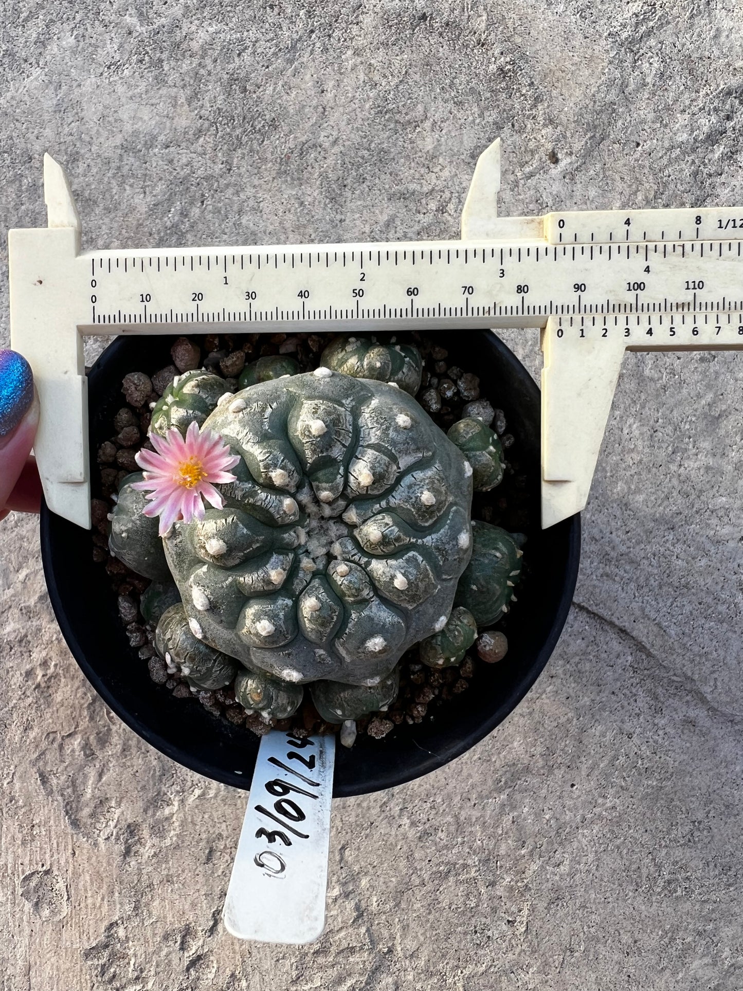 Raro cactus en espiral desinjertado, 7,7 cm de ancho