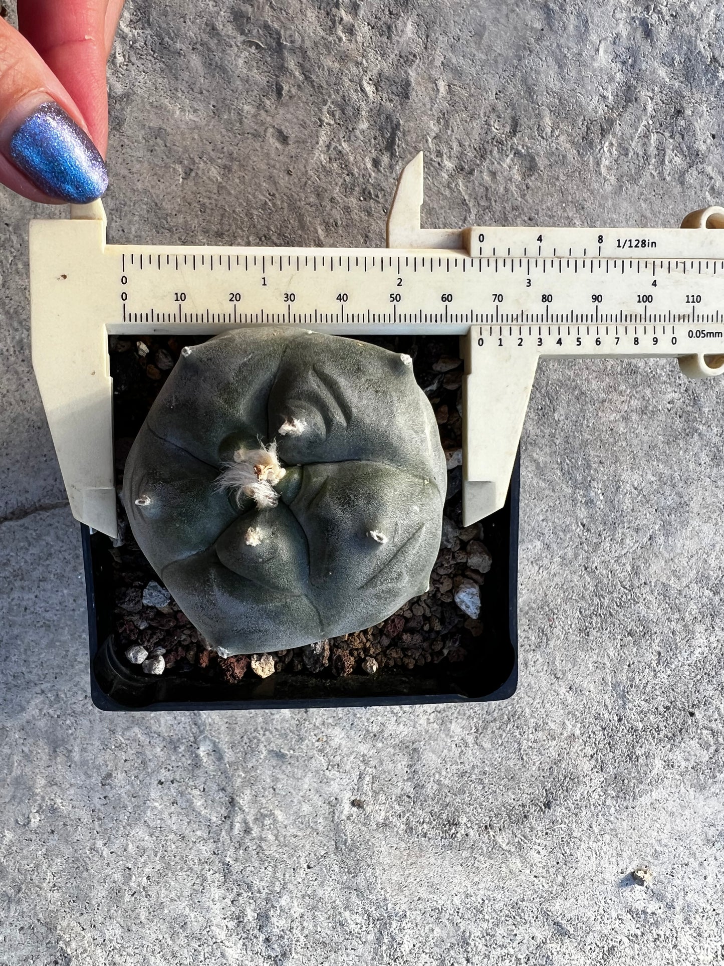 6.5 CM, Grafted Lophophora Huizache