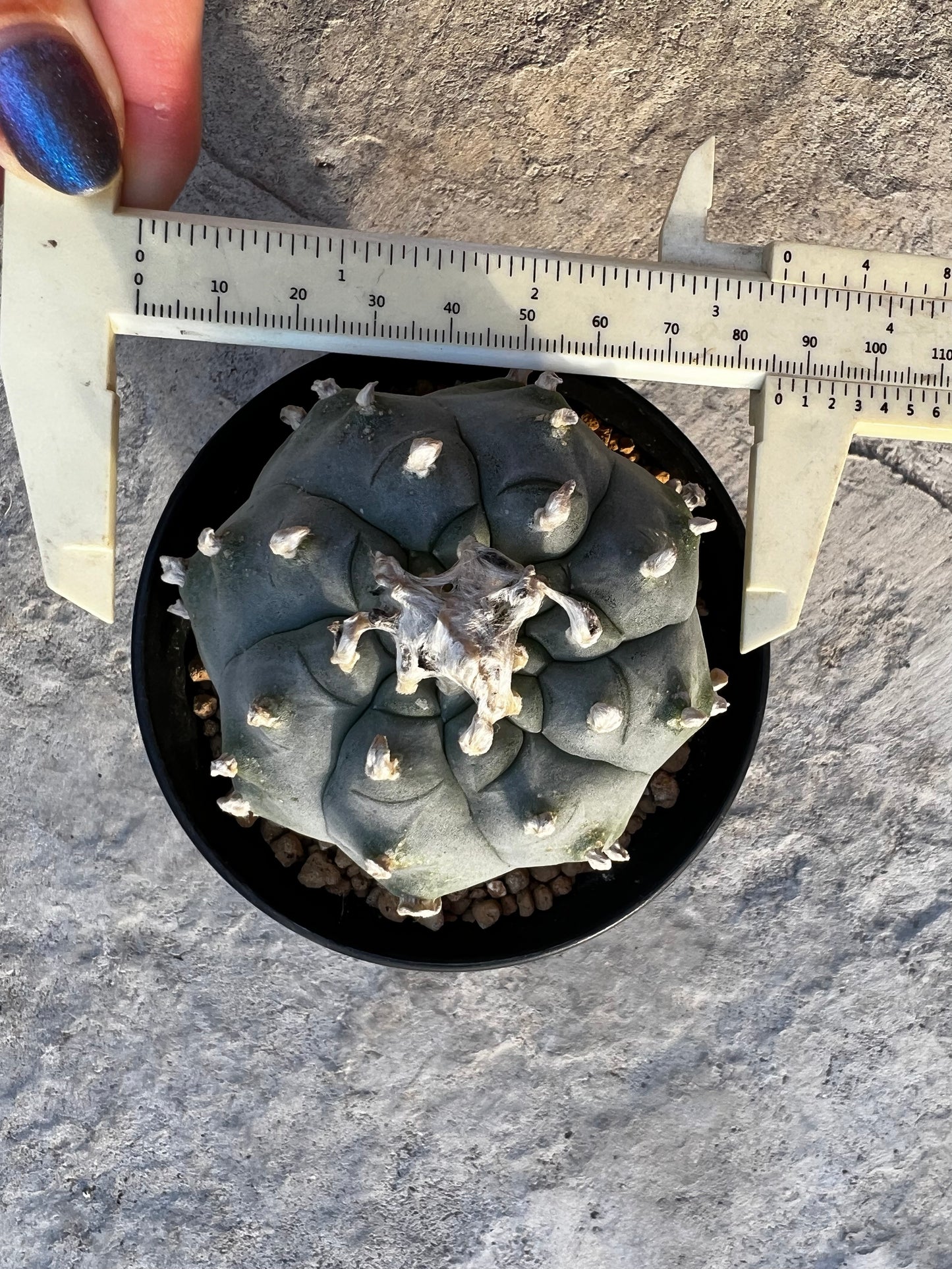 8 CM, 8 Year-Old Lophophora Huizache