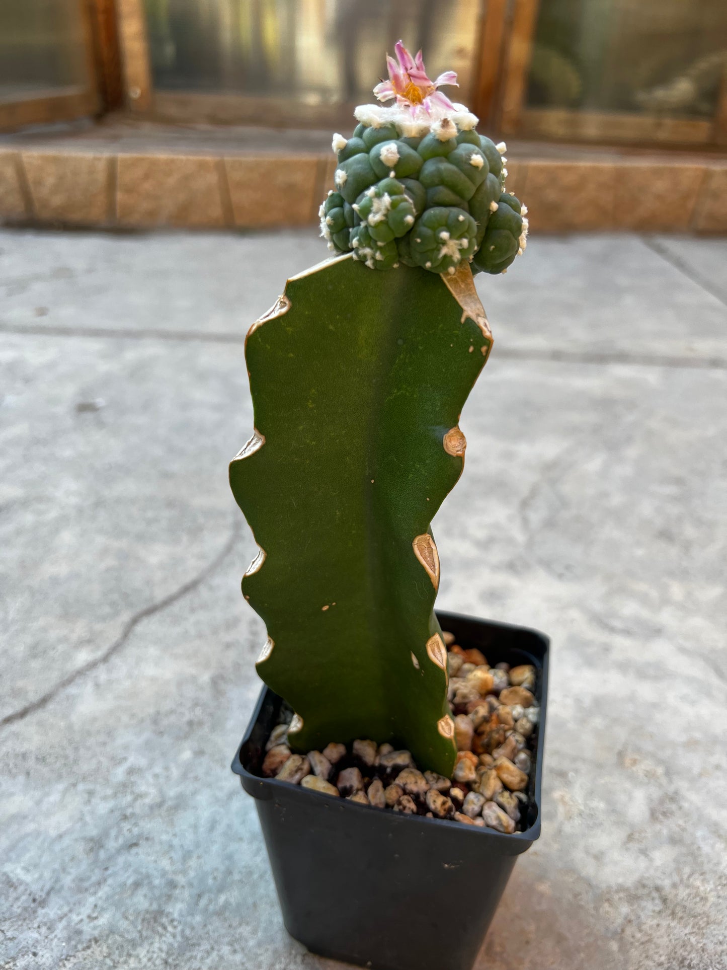 Raro cactus en espiral desinjertado, 7,7 cm de ancho