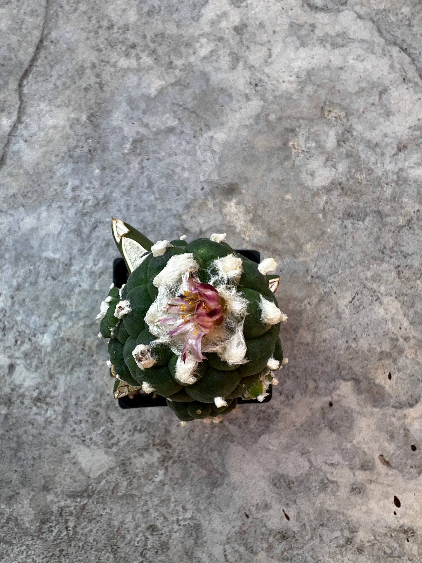 4.5 CM, Grafted Lophophora Huizache