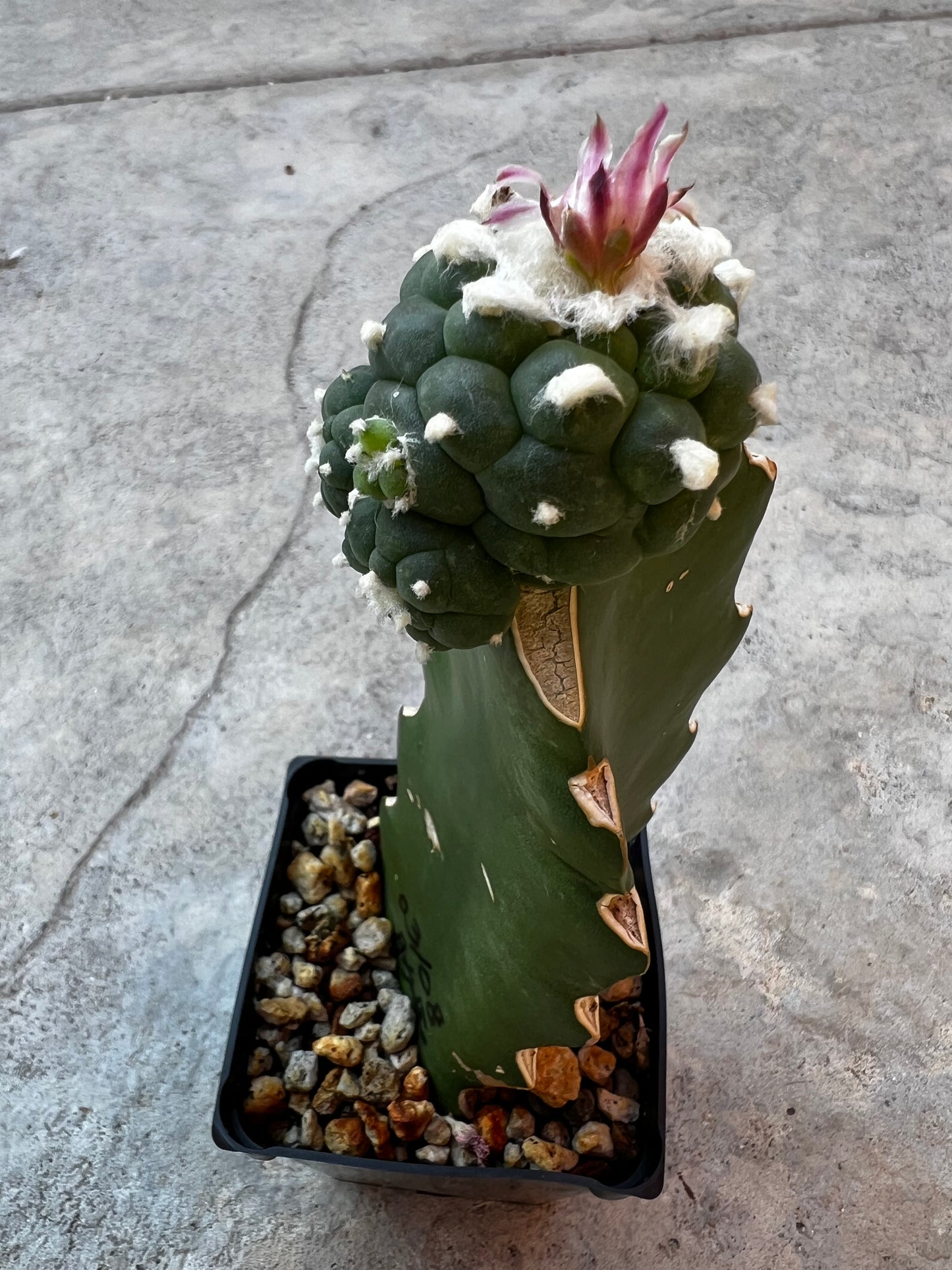 4.5 CM, Grafted Lophophora Huizache