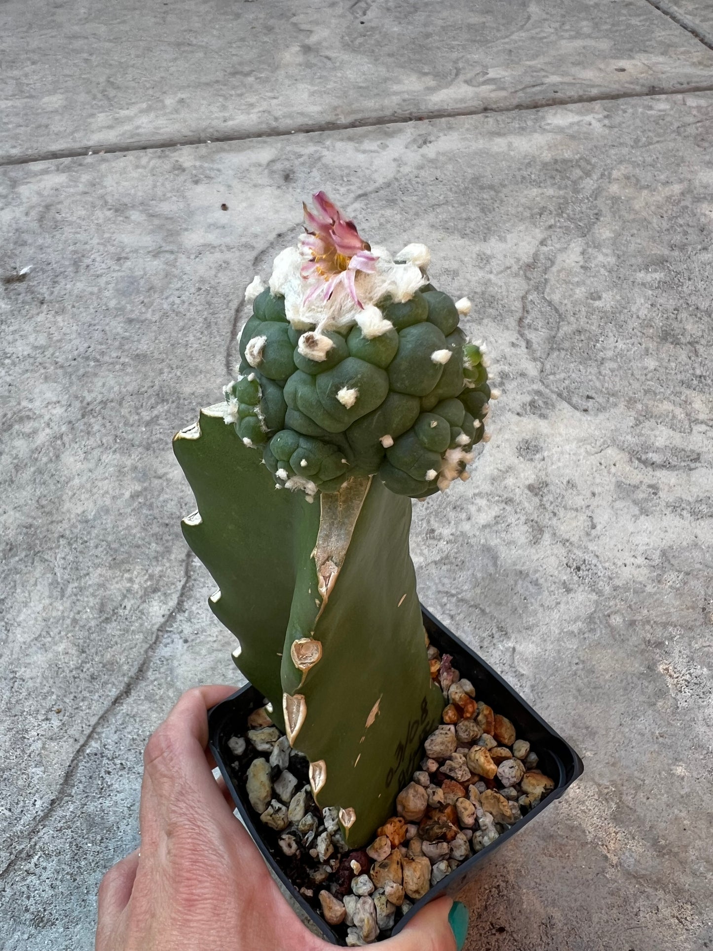 Raro cactus en espiral desinjertado, 7,7 cm de ancho