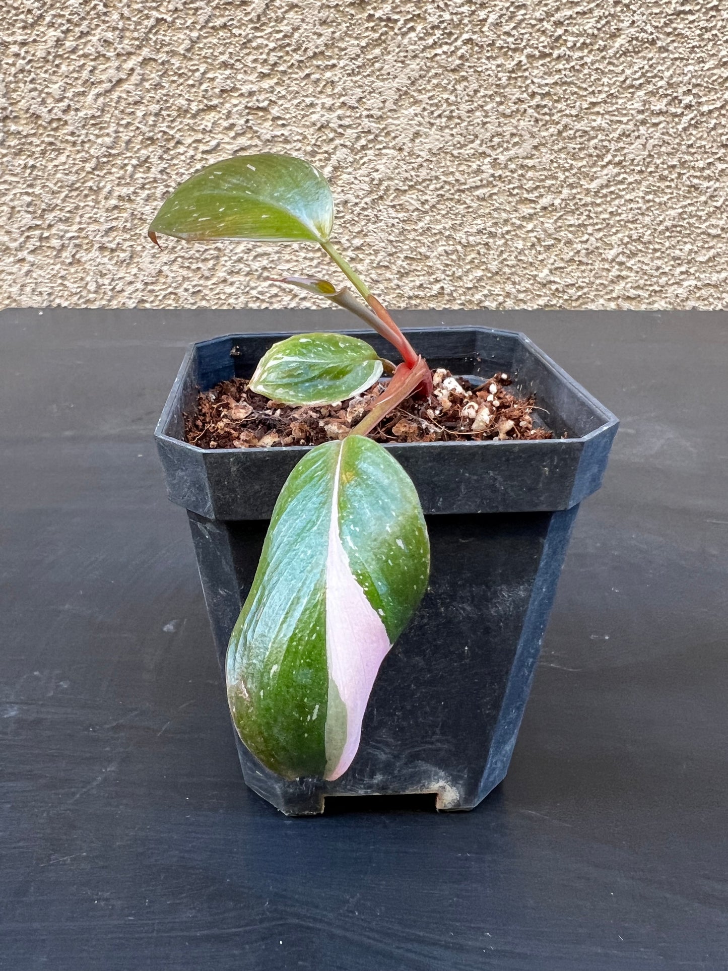 Philodendron Pink Princess