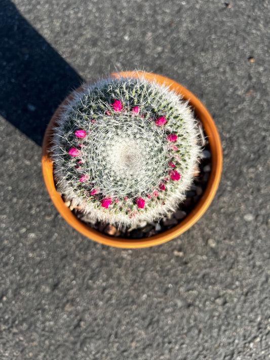 Old Lady Cactus