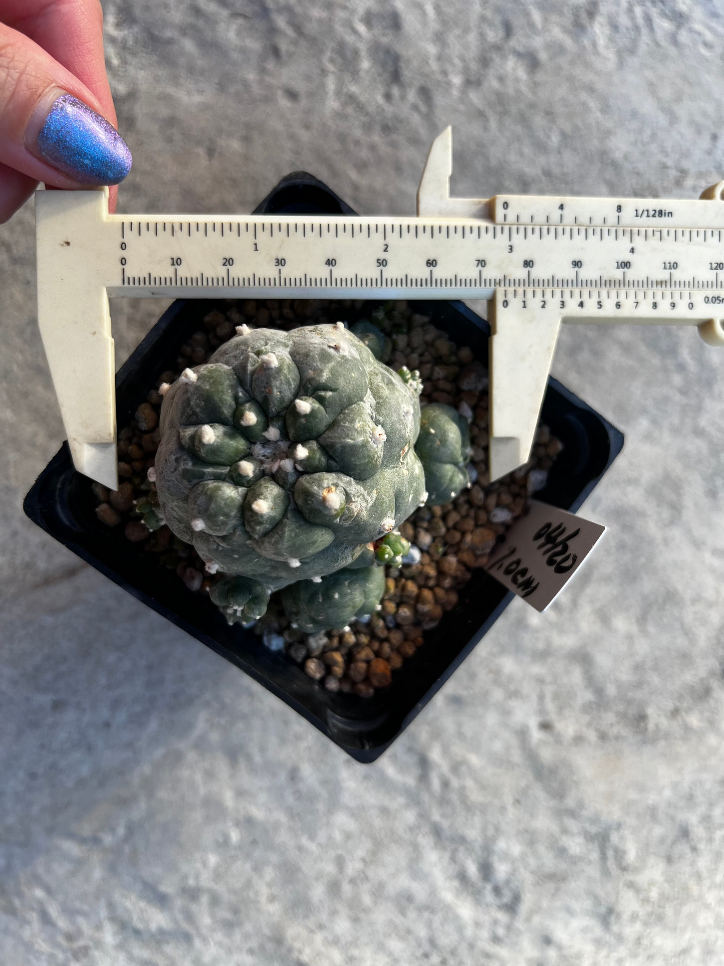 Raro cactus en espiral desinjertado, 7,7 cm de ancho