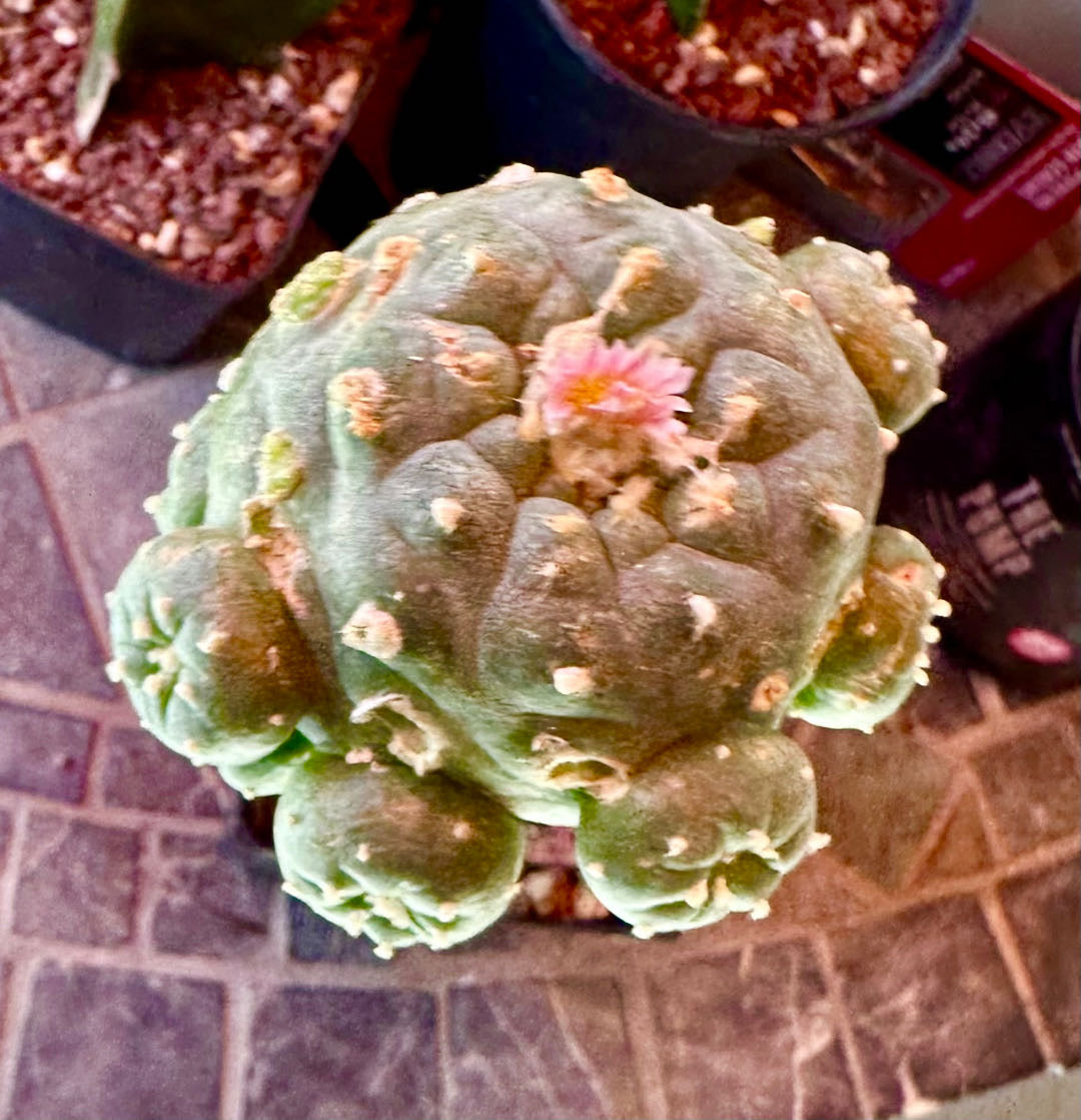 Rare Succulent Cactus, 3.25 Inch Wide, Single Head with Big Sides