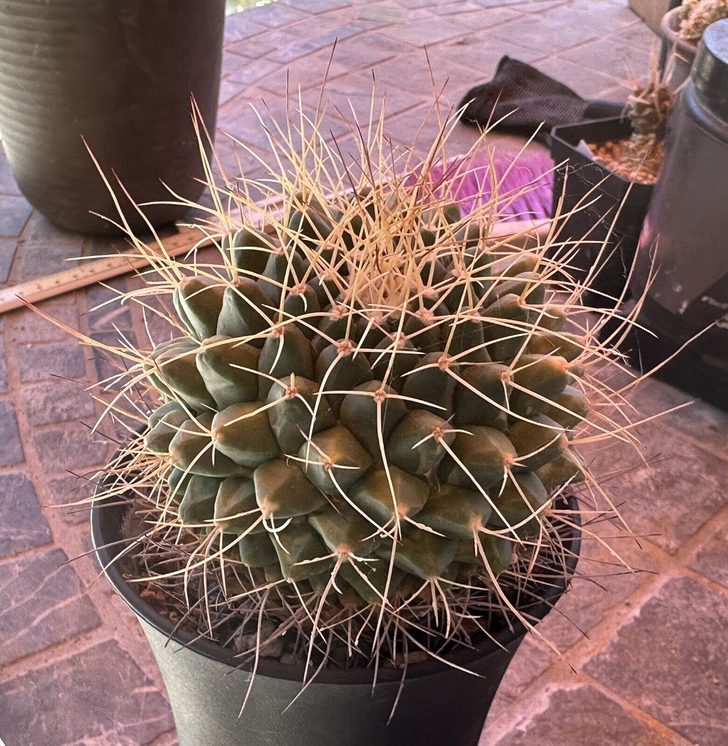 Mammillaria Spinosissima, 8 CM, in a 4“ Pot, Beautiful Spines,