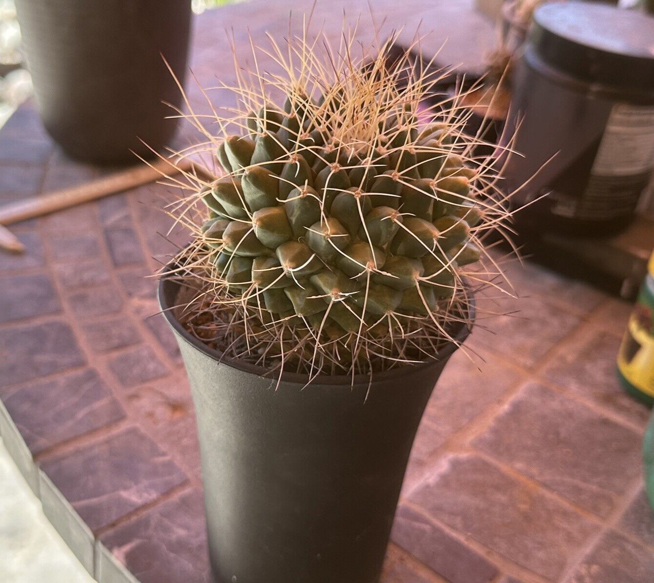 Mammillaria Spinosissima, 8 CM, in a 4“ Pot, Beautiful Spines,