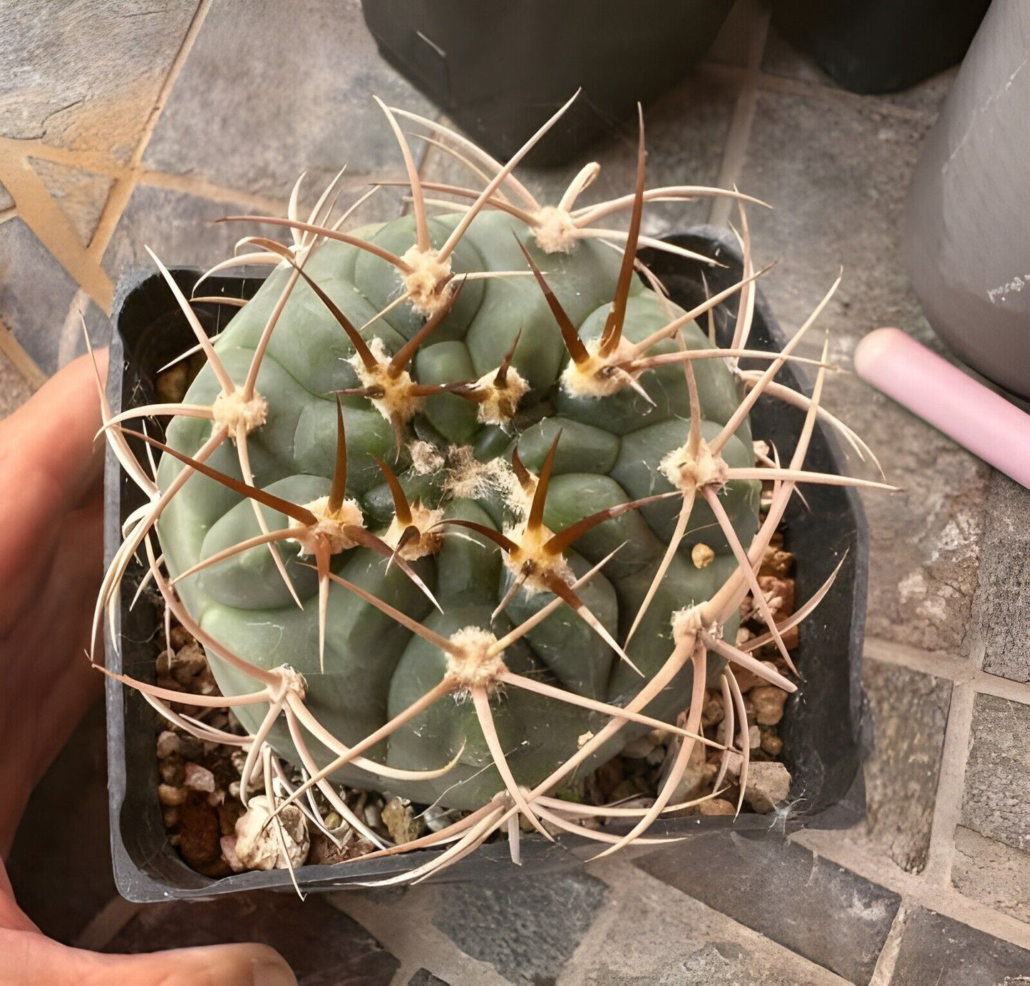 Gymnocalycium Spegazzinii