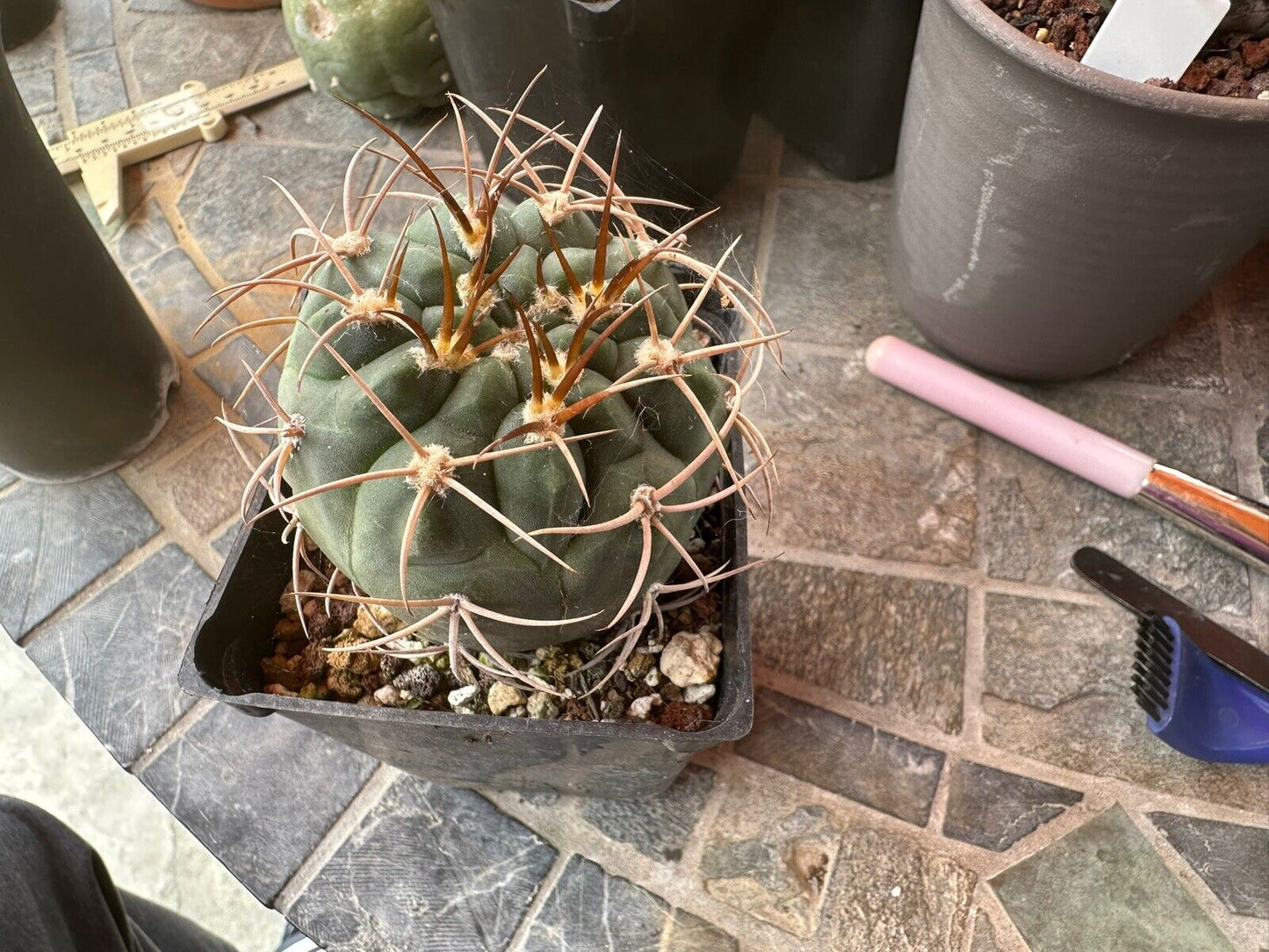 Gymnocalycium Spegazzinii