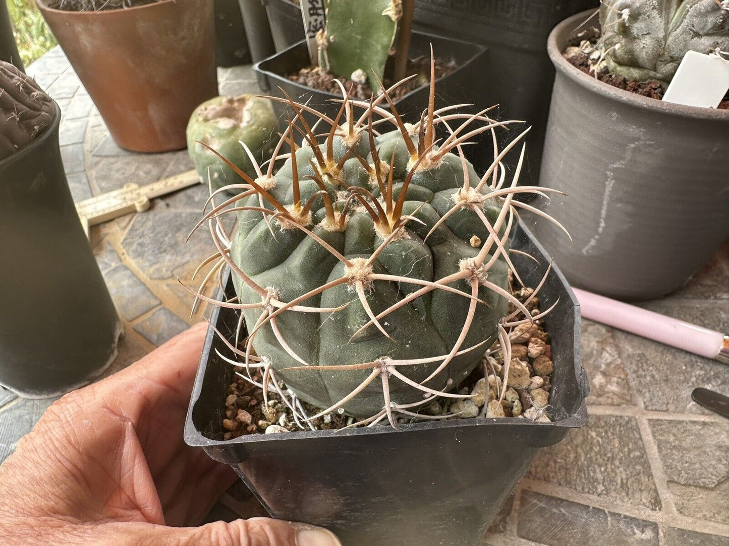 Gymnocalycium Spegazzinii