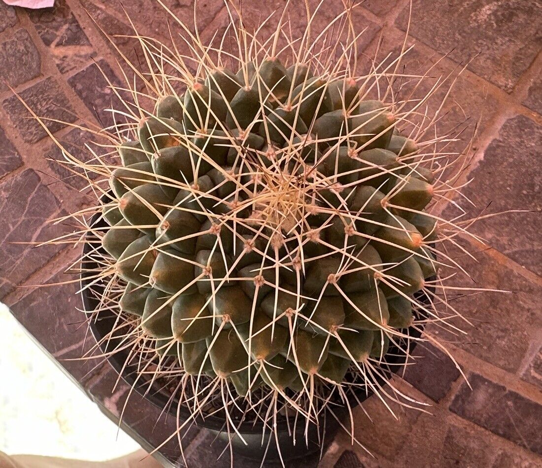 Mammillaria Spinosissima, 8 CM, in a 4“ Pot, Beautiful Spines,