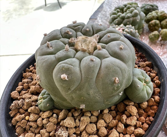 Cactus raro, 8,6 cm de ancho, cabeza única con 4 lados